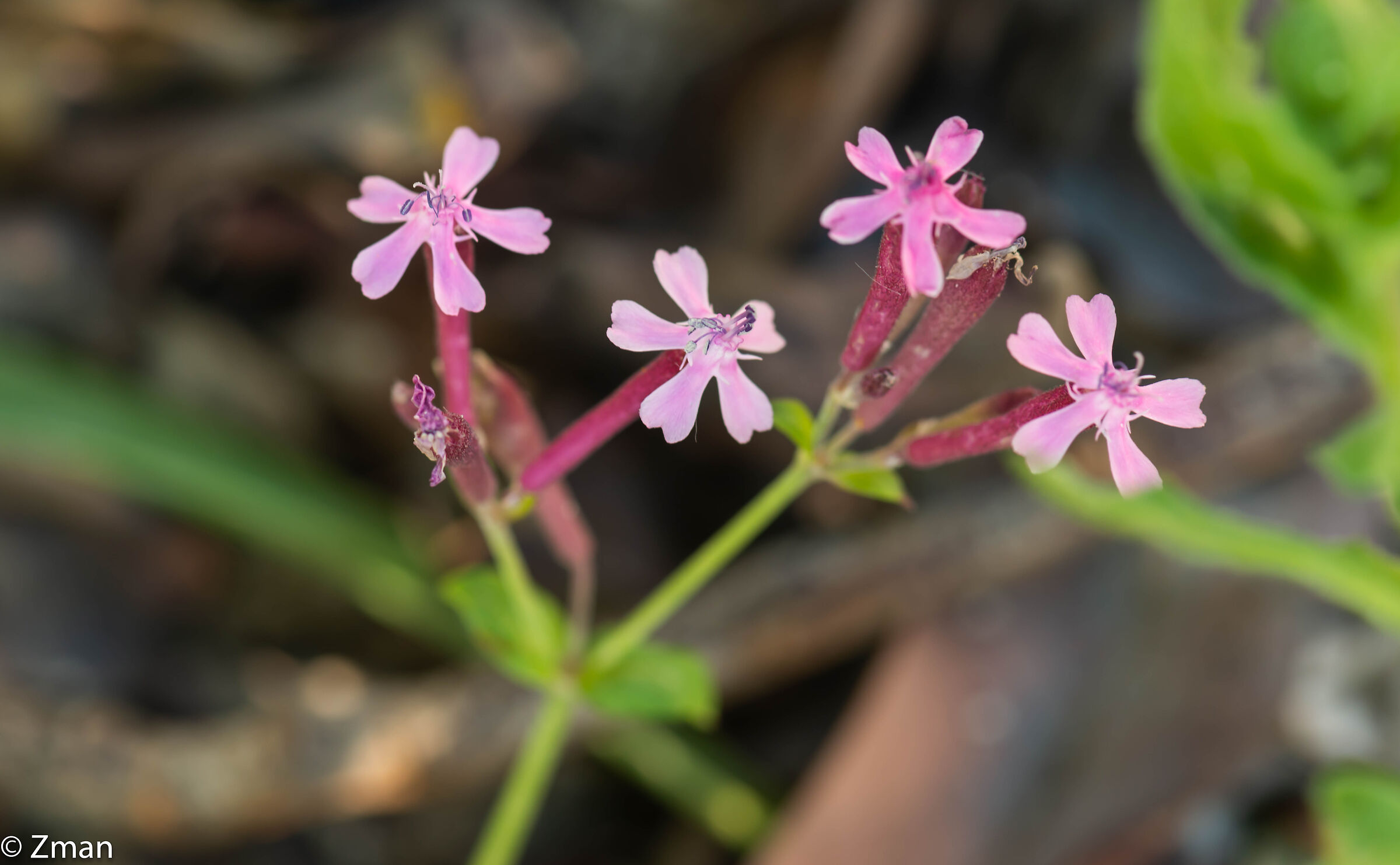 Fiori rosa selvatici