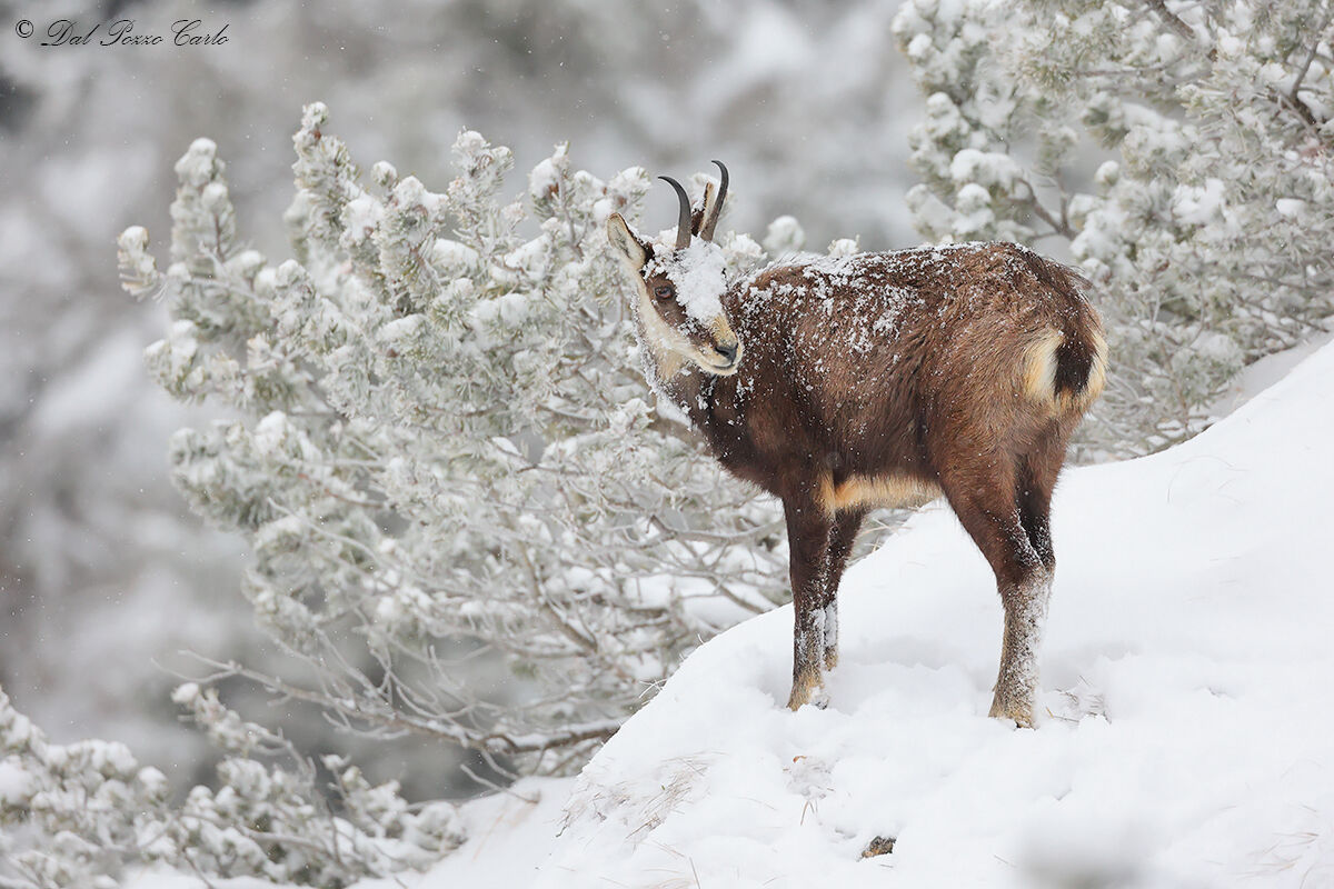 The winter of the chamois