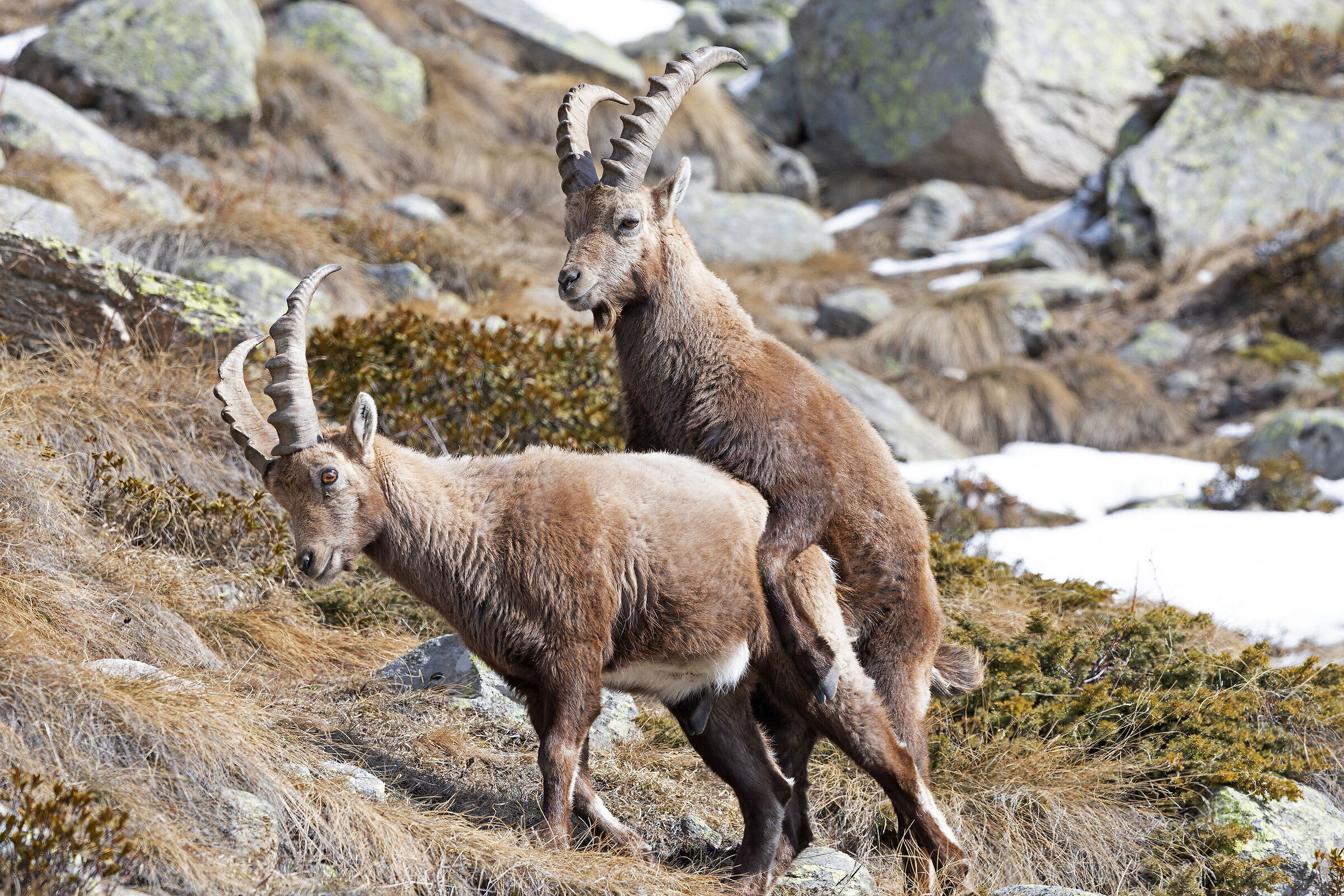 Ibex - Hierarchical mount