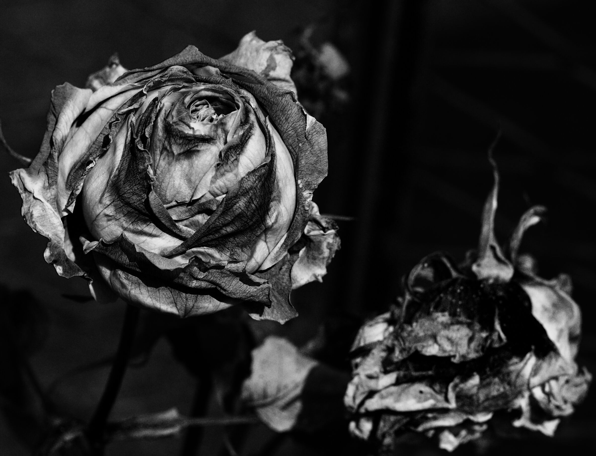 A rose is still a rose