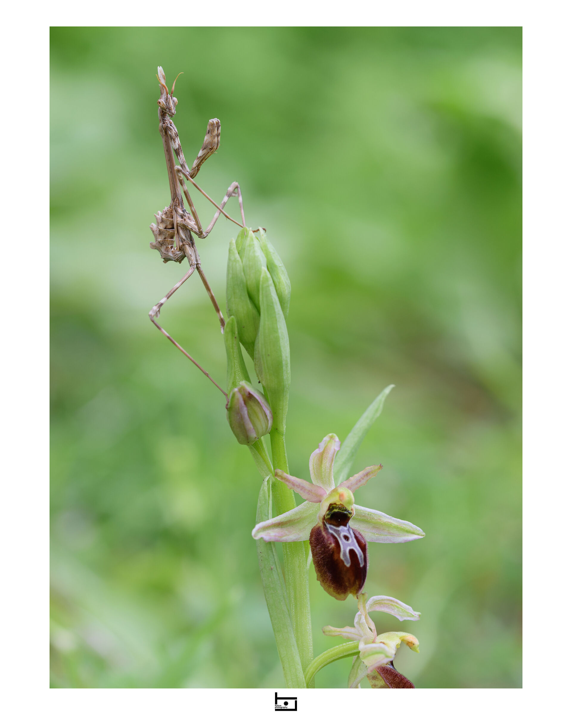 Don't touch my Ophrys!
