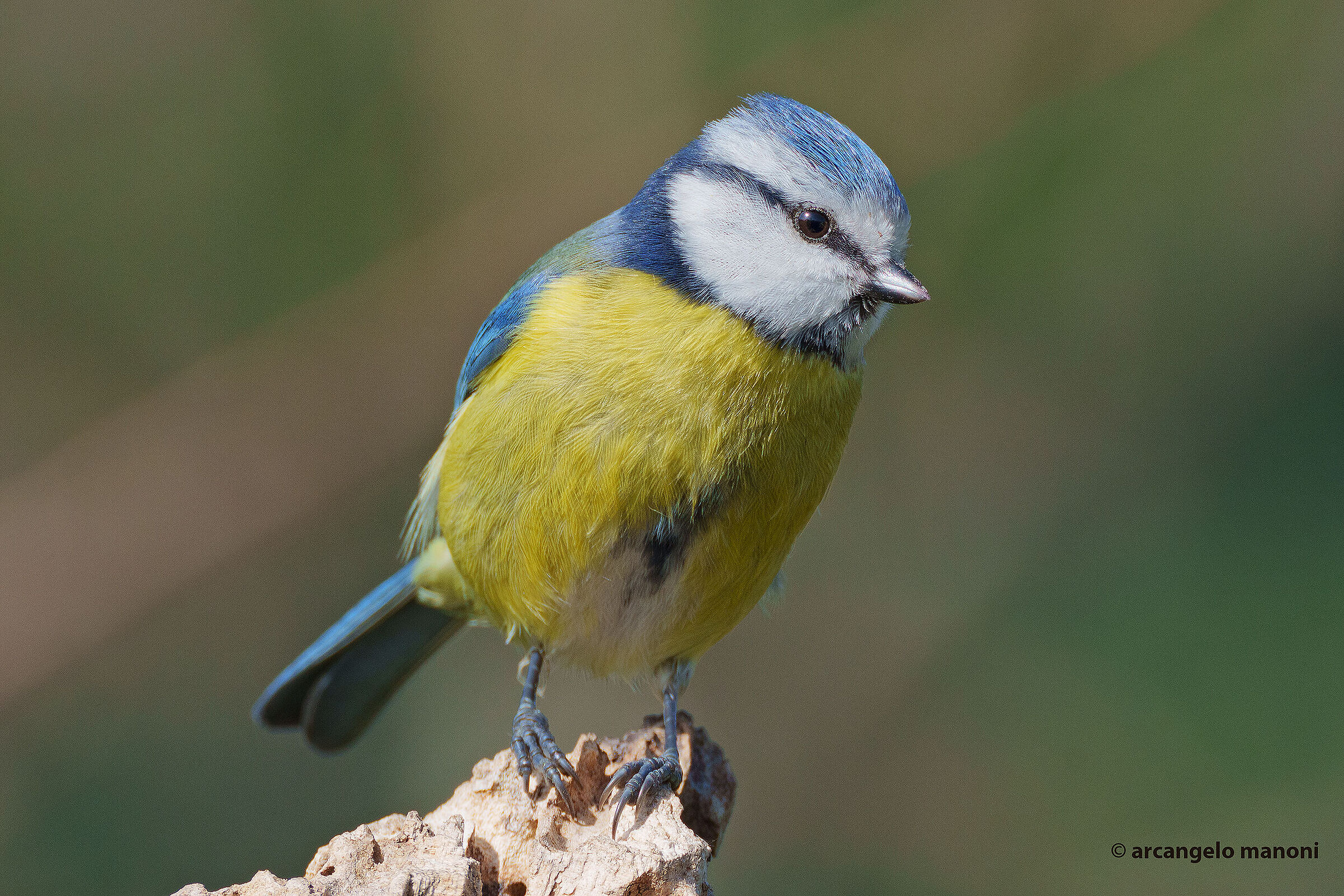 Il piacere di fotografare sempre la cinciarella