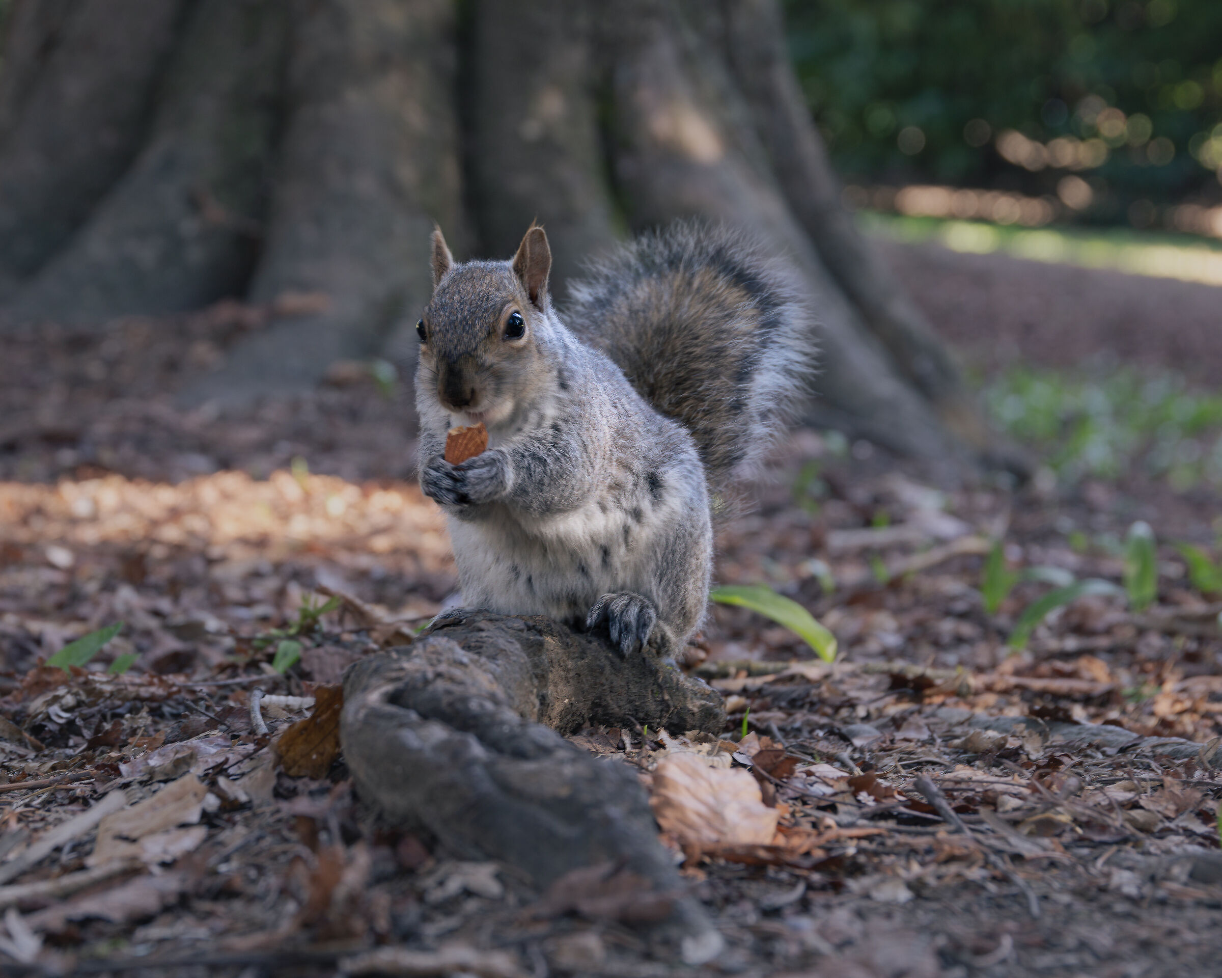 Squirrel 2