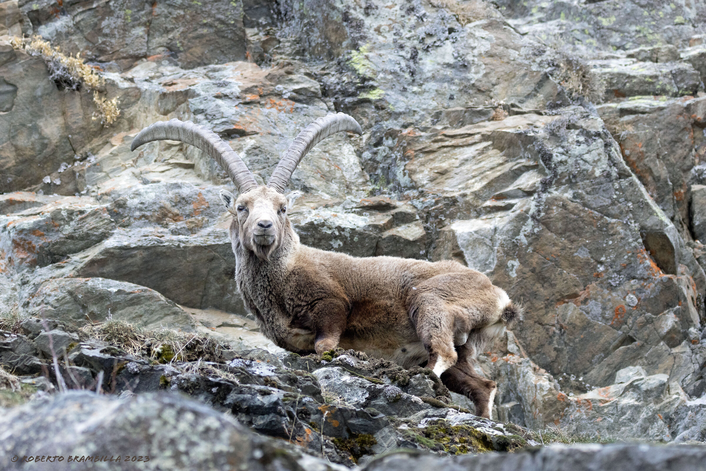 Ibex.. majesty