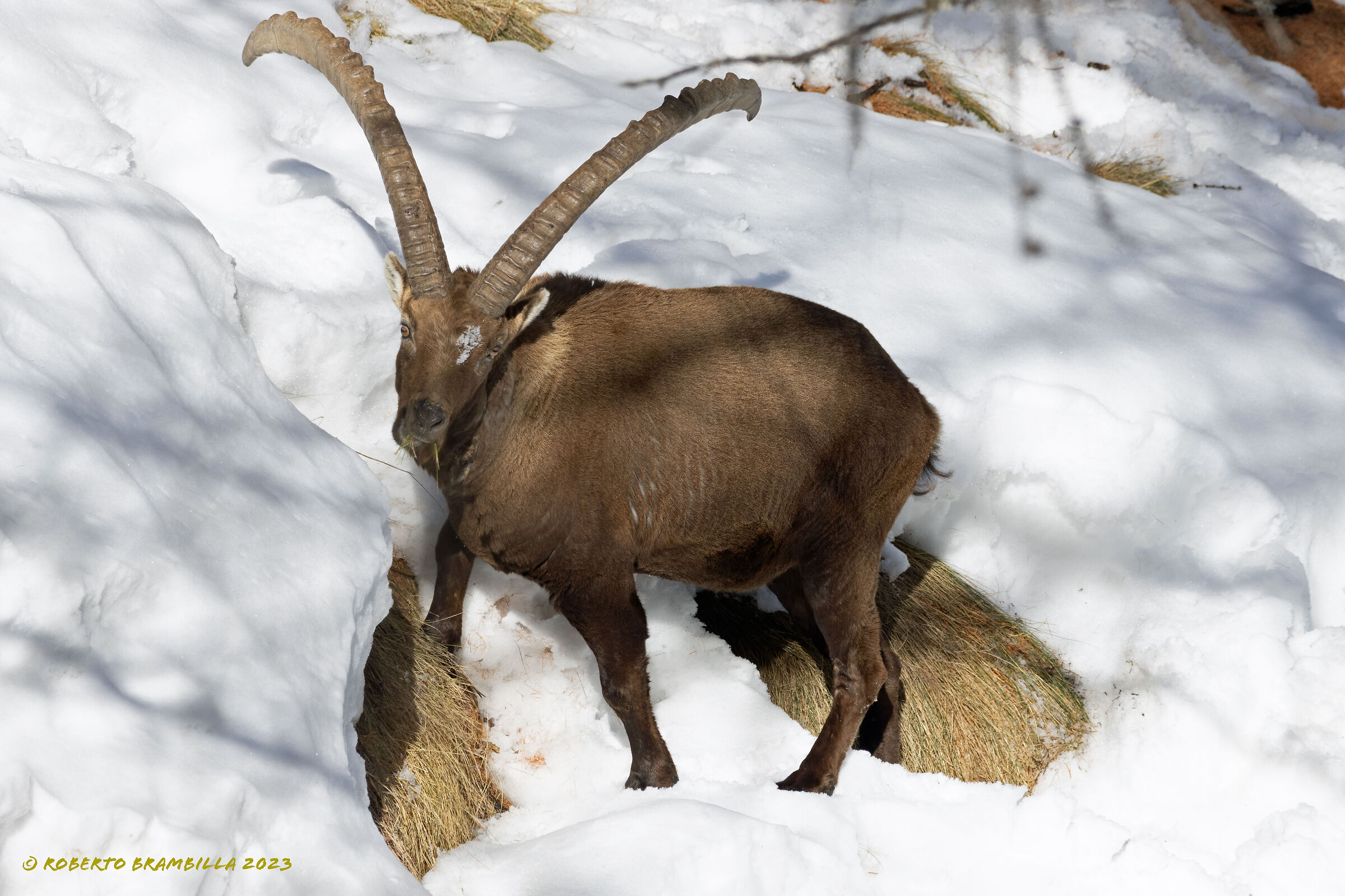 Ibex