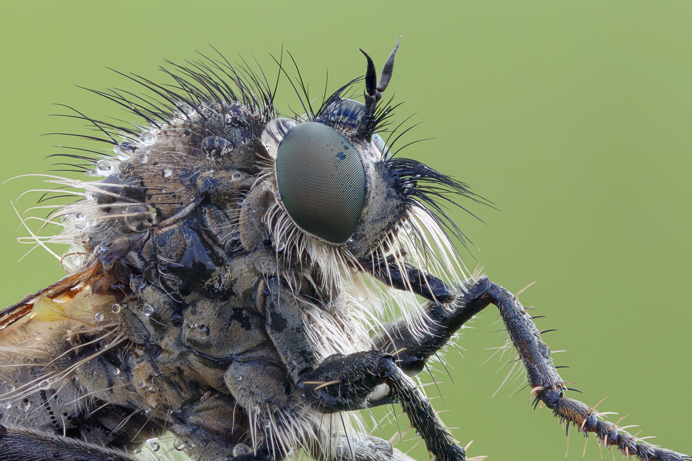 Robberfly ... chiudere