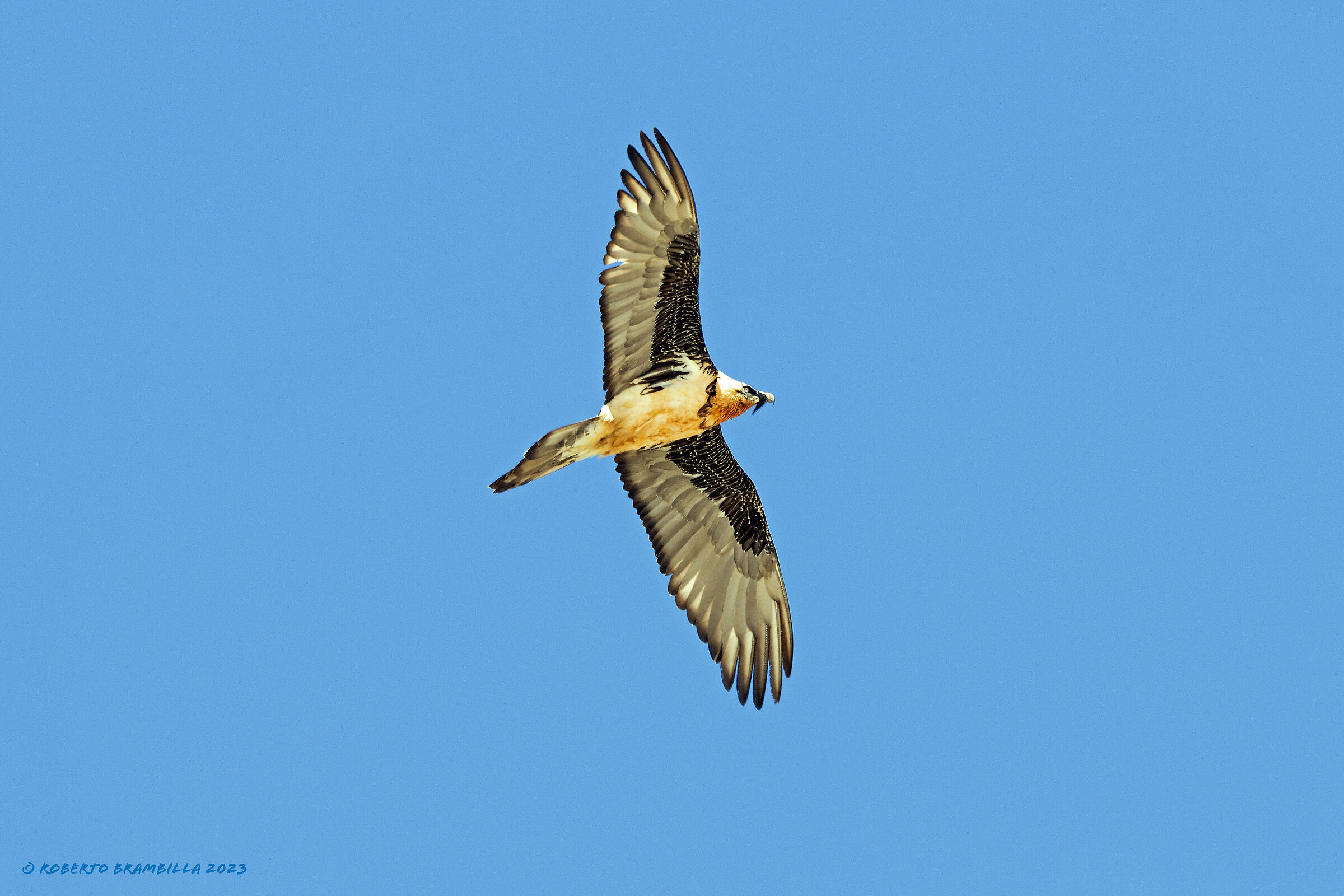 Bearded vulture