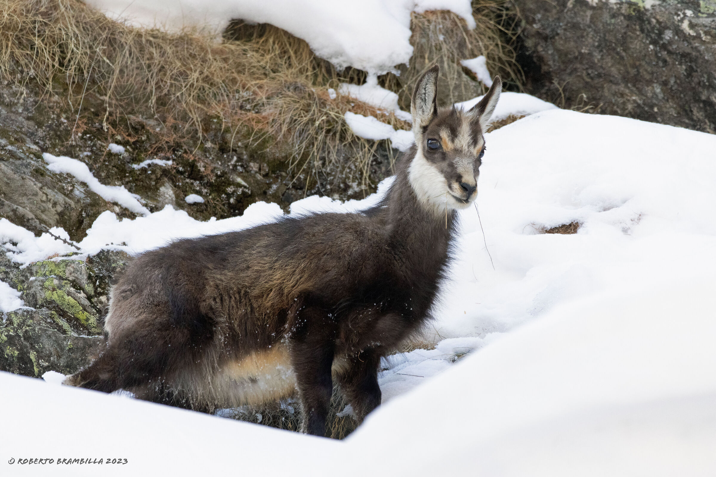 Chamois