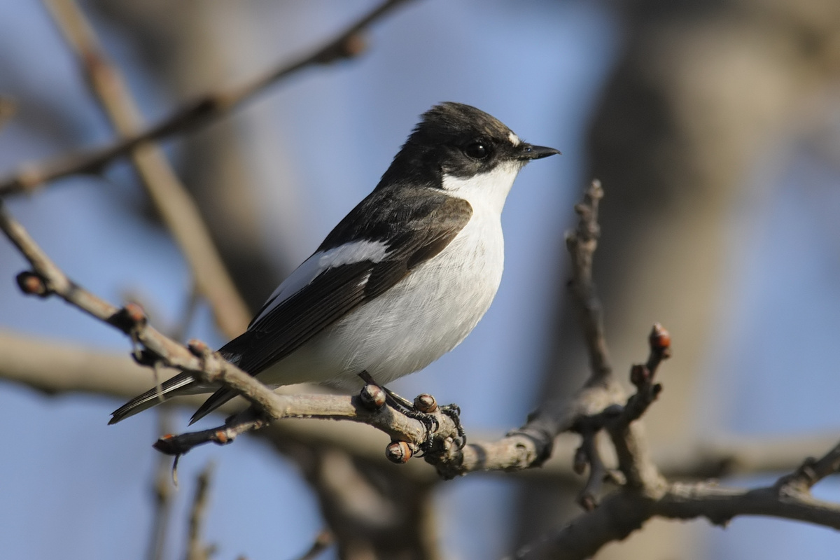 Pied Flycatcher (Ficedula hypoleuca).