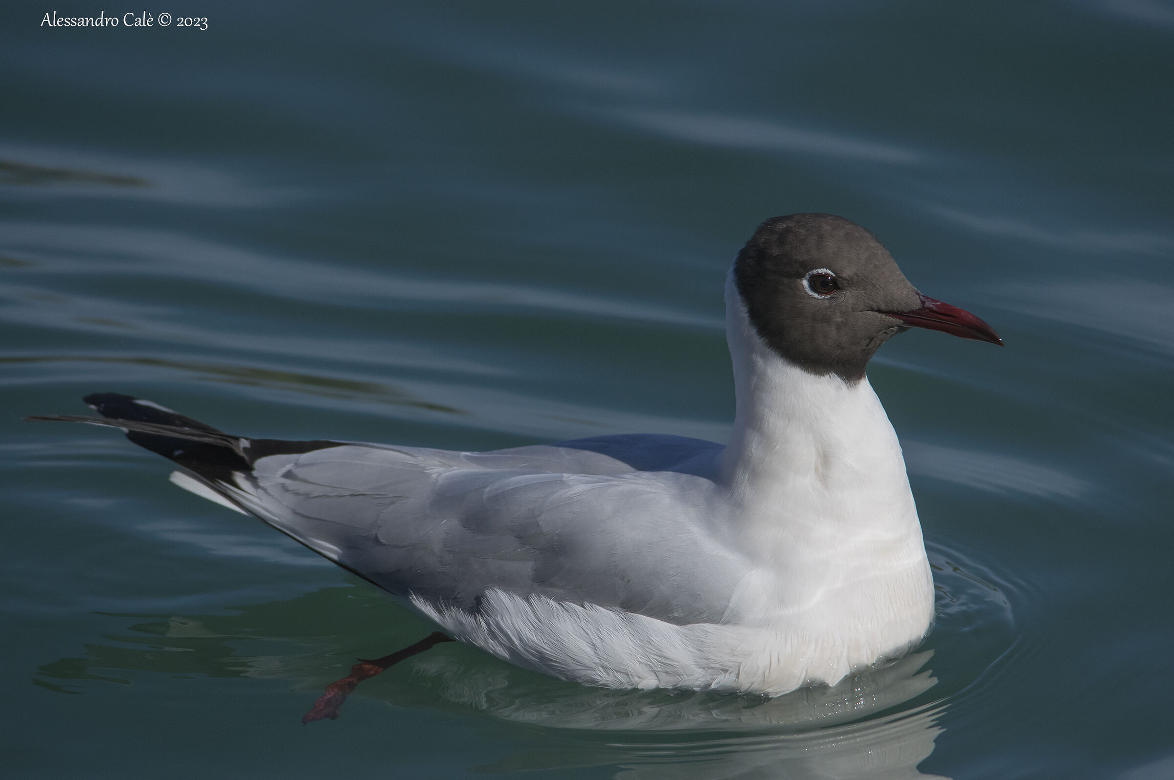 Larus ridibundus ( Gabbiano comune) 4204