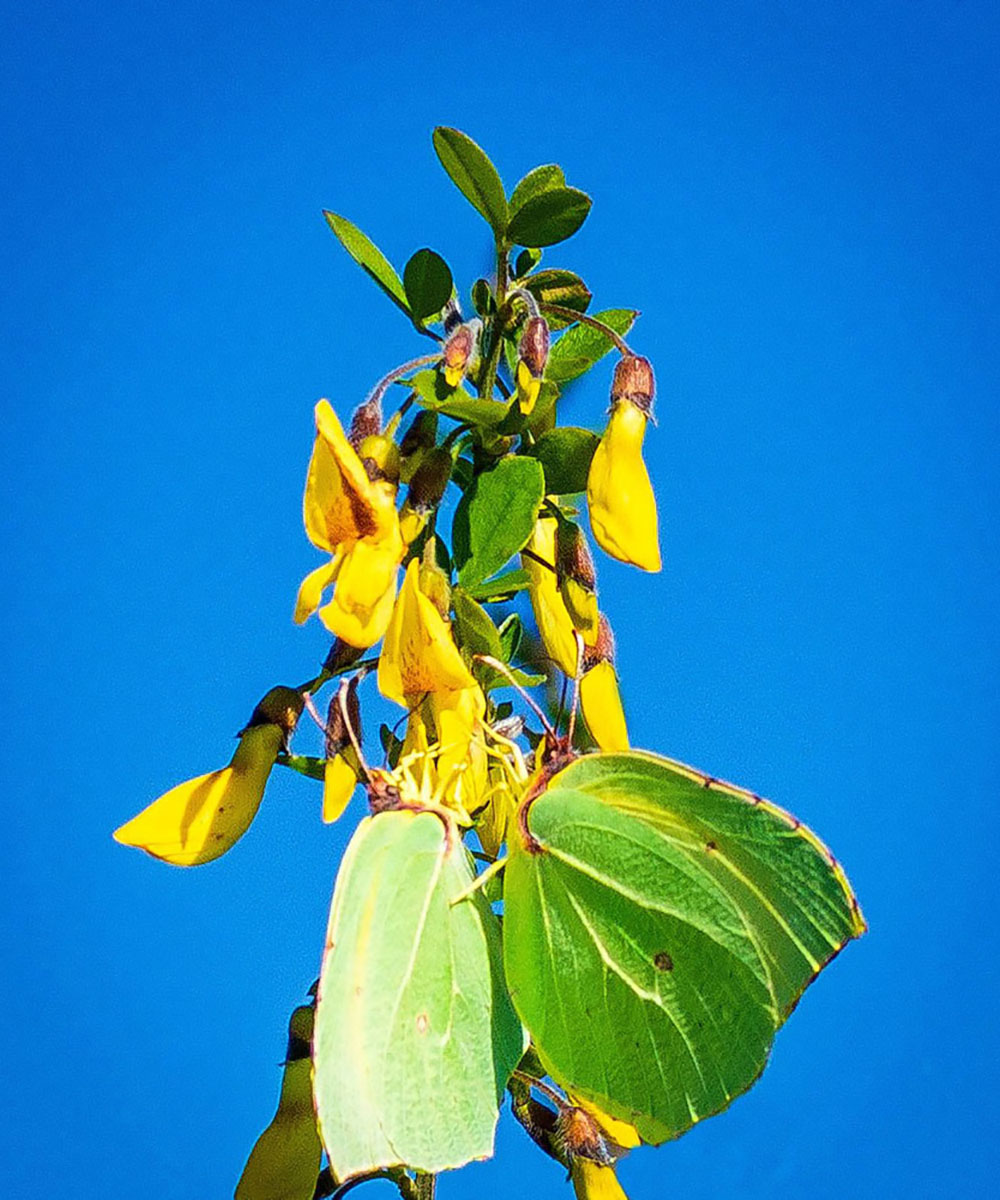 Gonepteryx cleopatra
