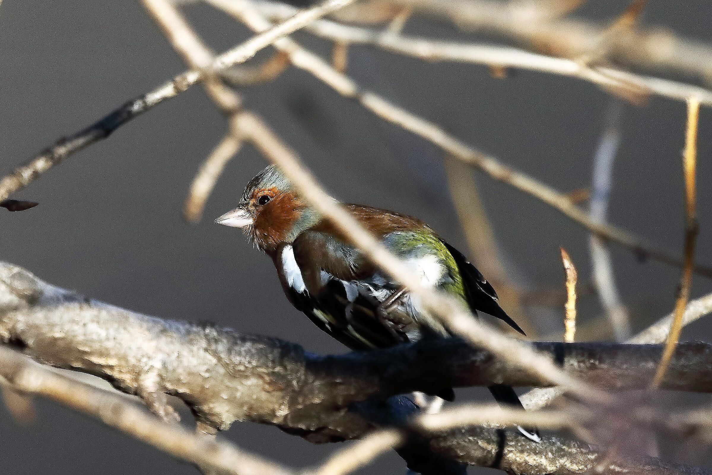 Fringuello 09-01-2023