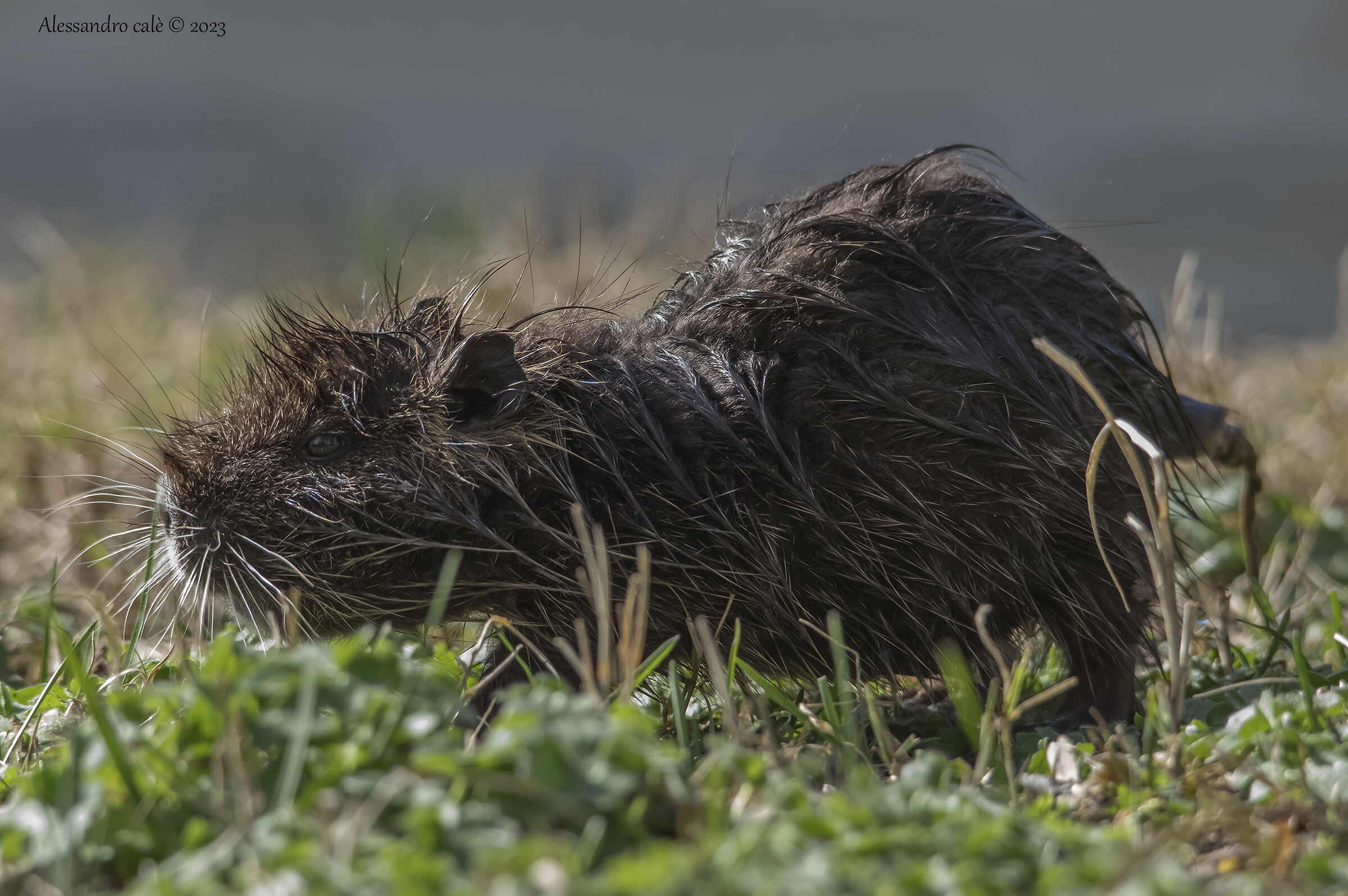 Myocastor coypus ( Nutria) 3959