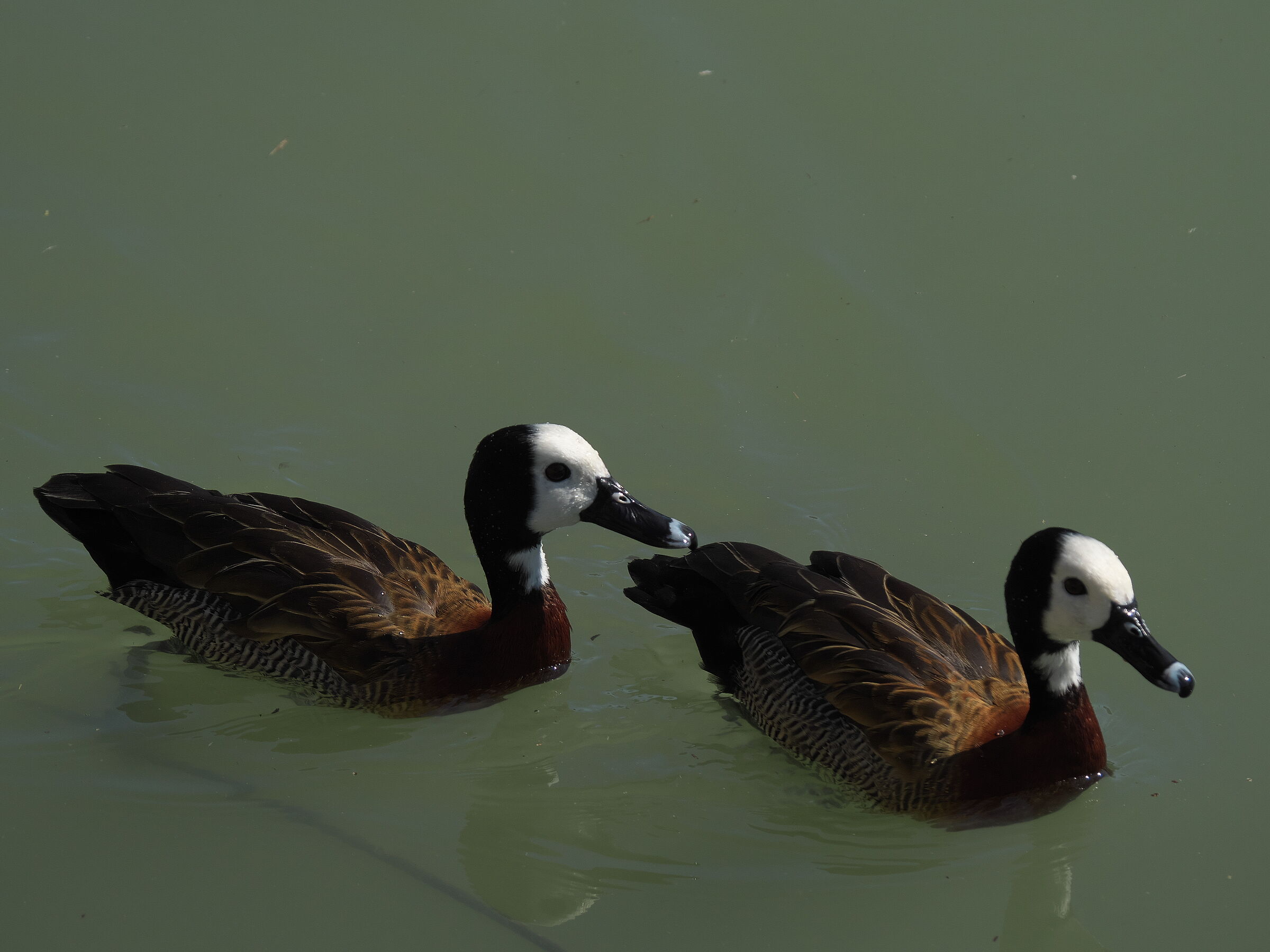 Dendrocigna facciabianca