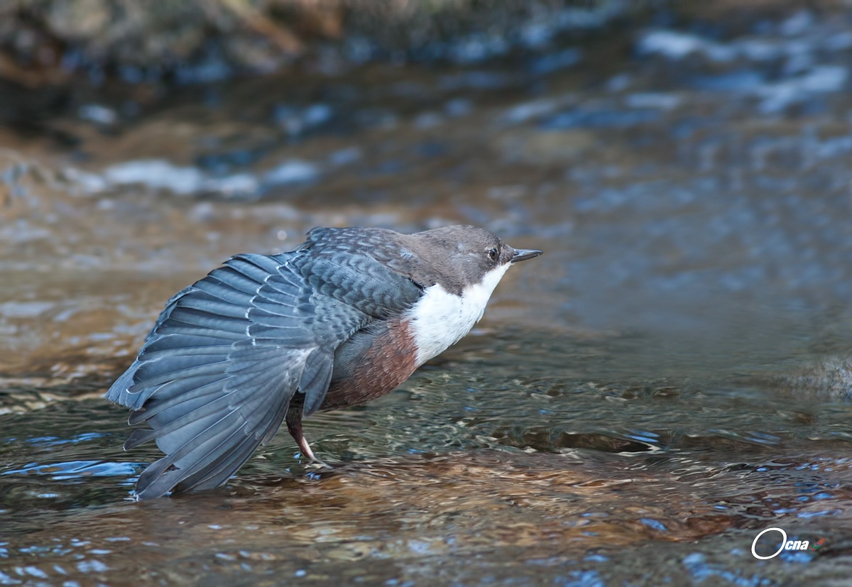 merlo acquaiolo in...stretching