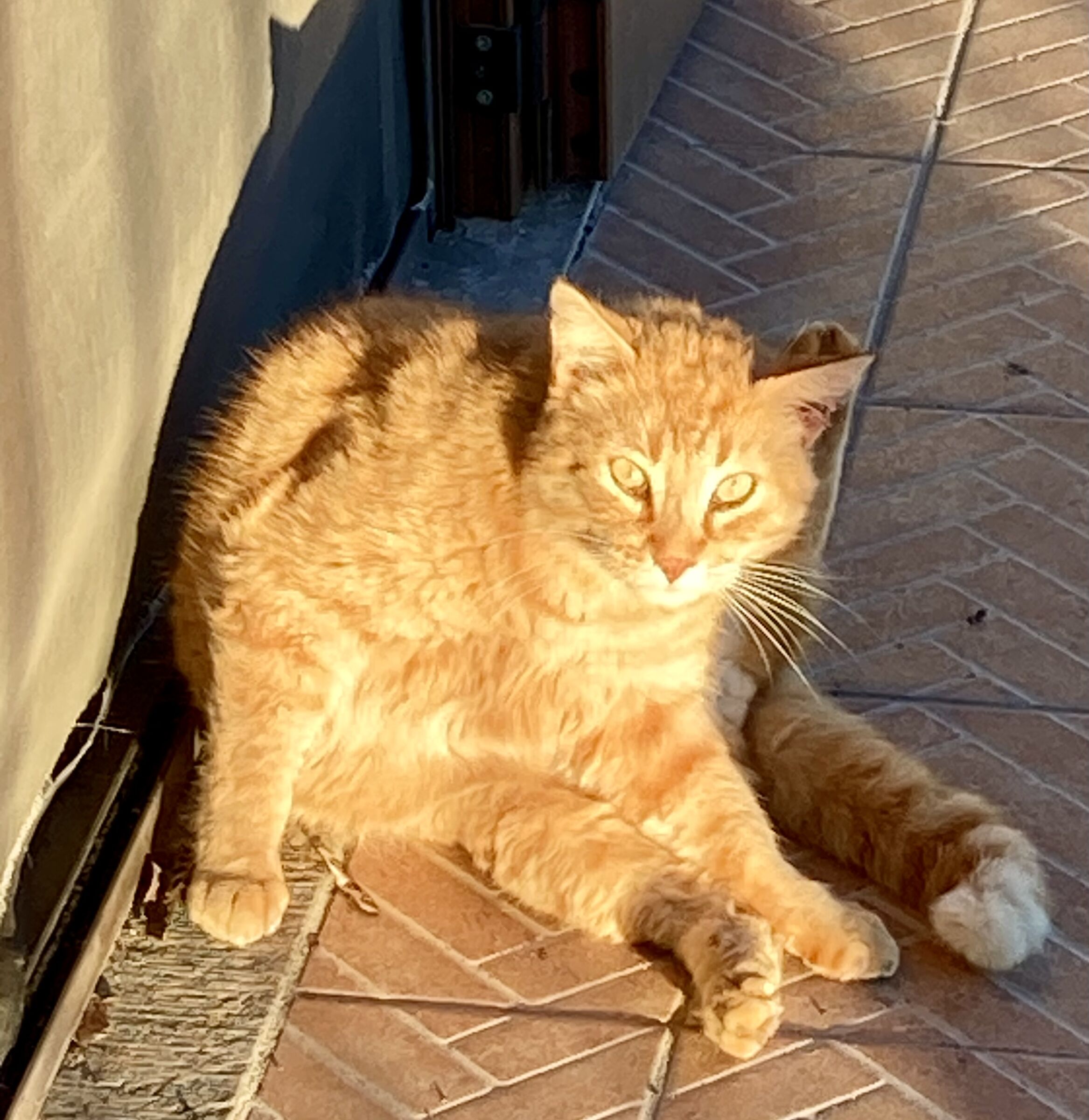 Lupin (che ha sfondato la zanzariera…)