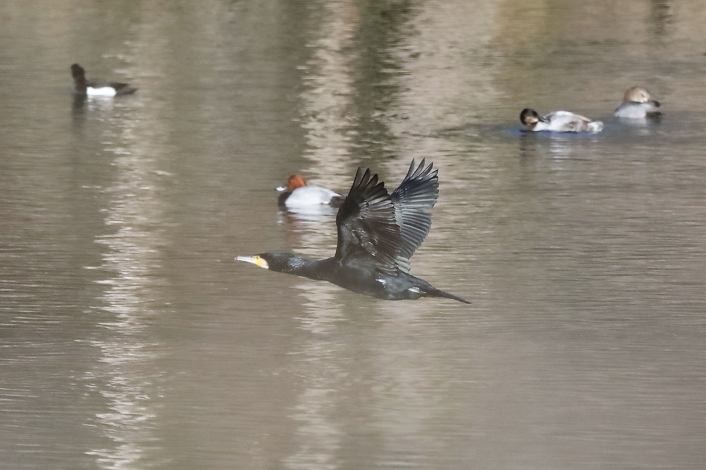 Cormorano 09-01-2023