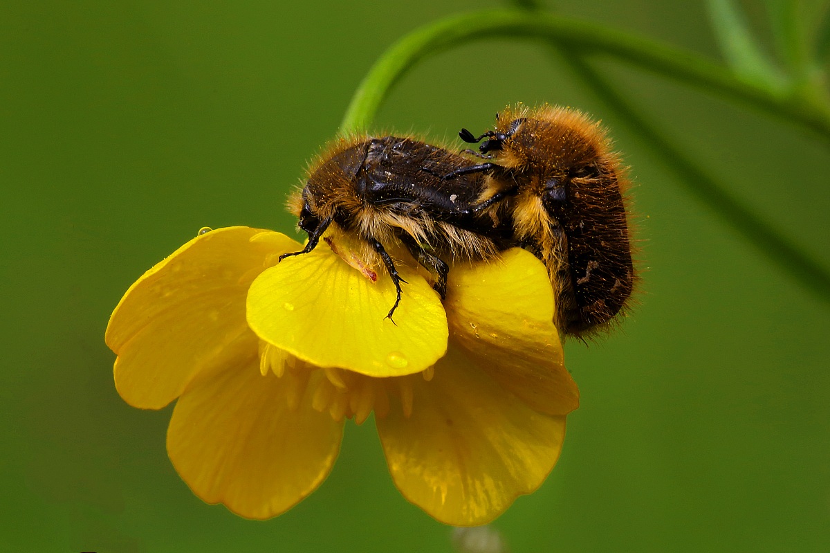 romantic encounter on the flowers (cleared)