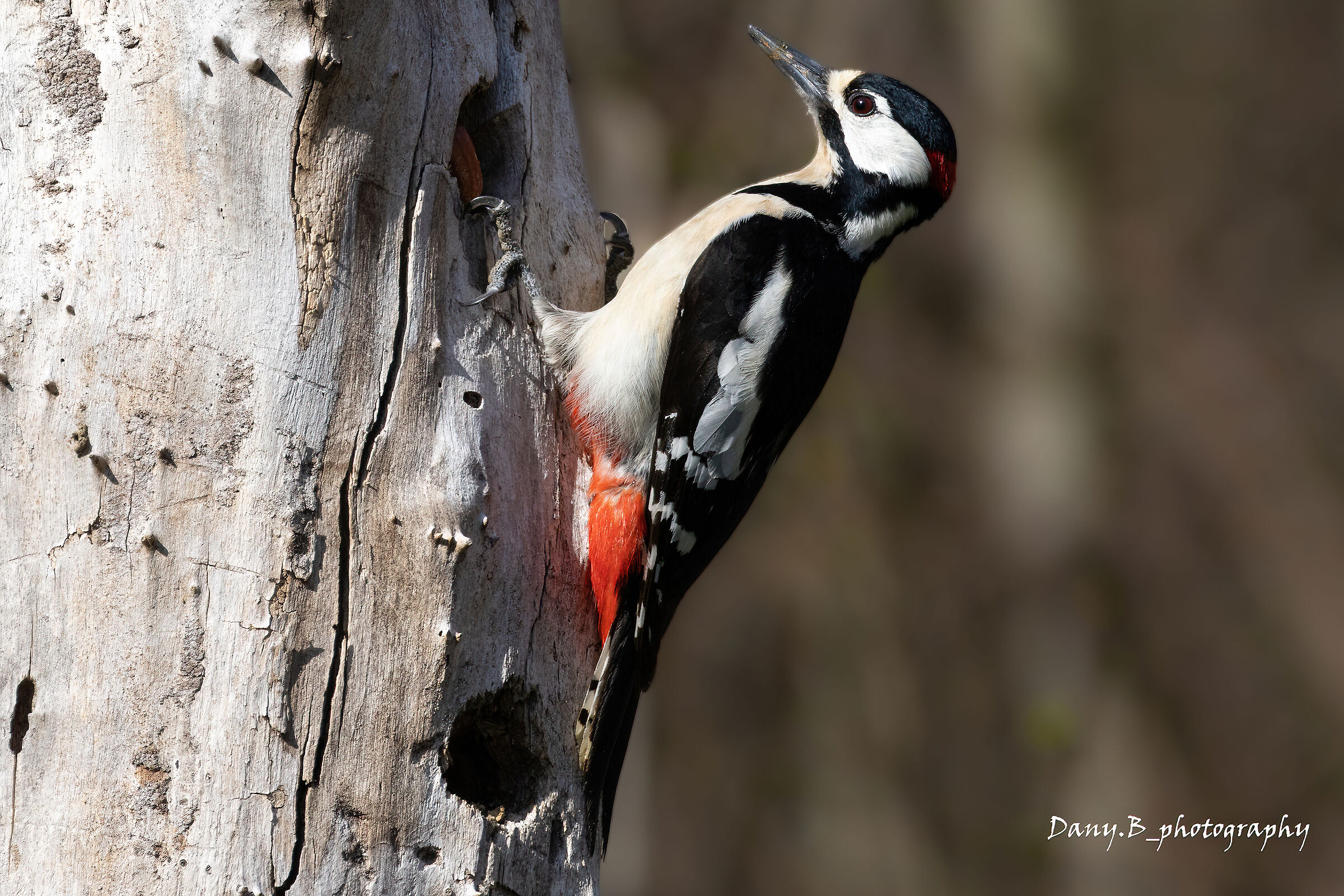 Greater spotted woodpecker