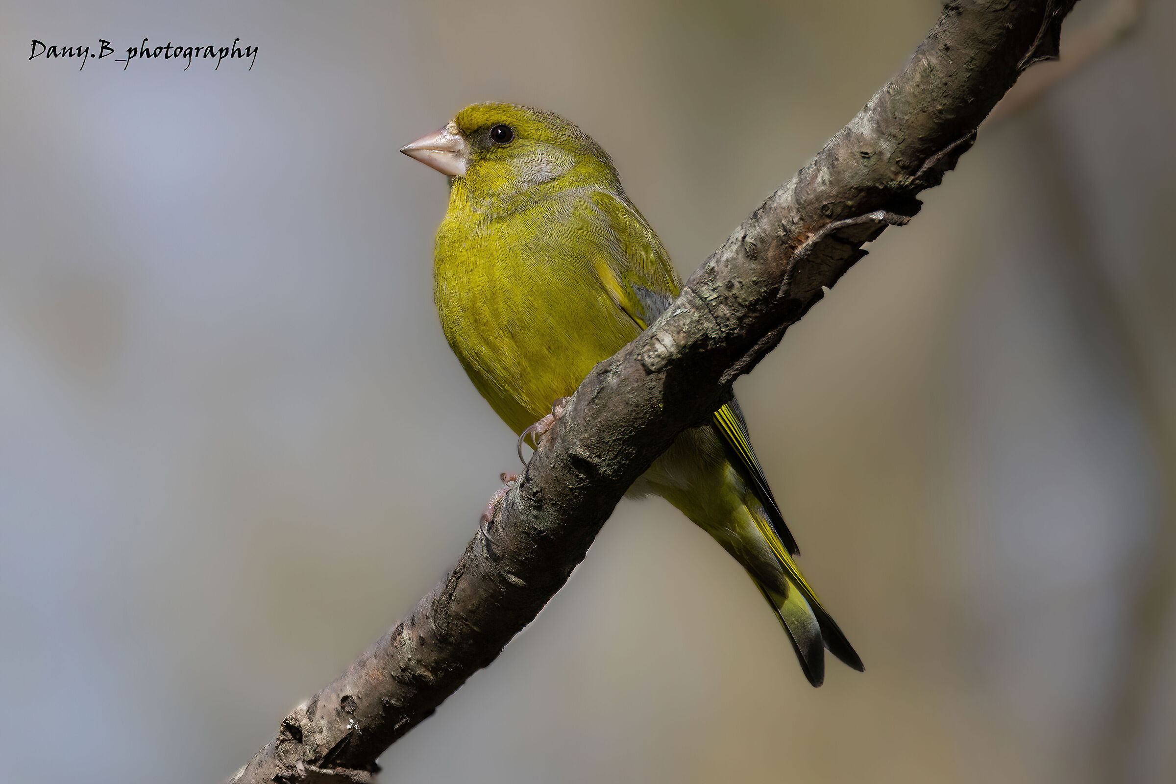 Common greenfinch