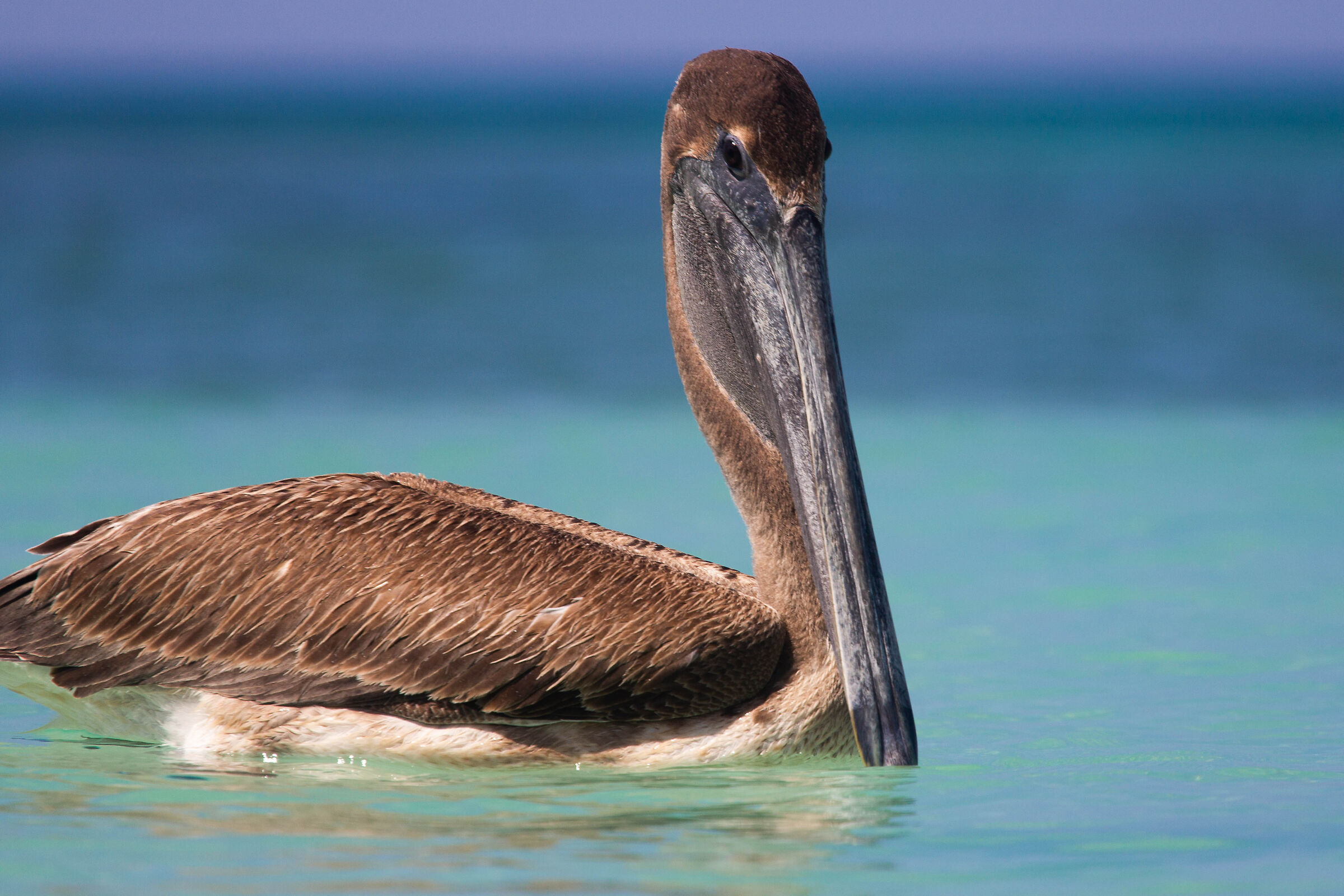 Pelecanus Occidentalis