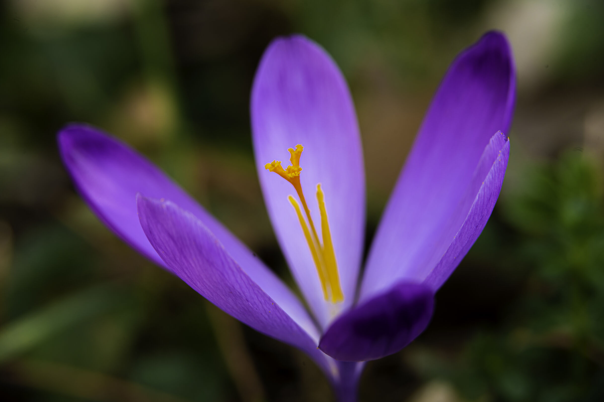 Crocus