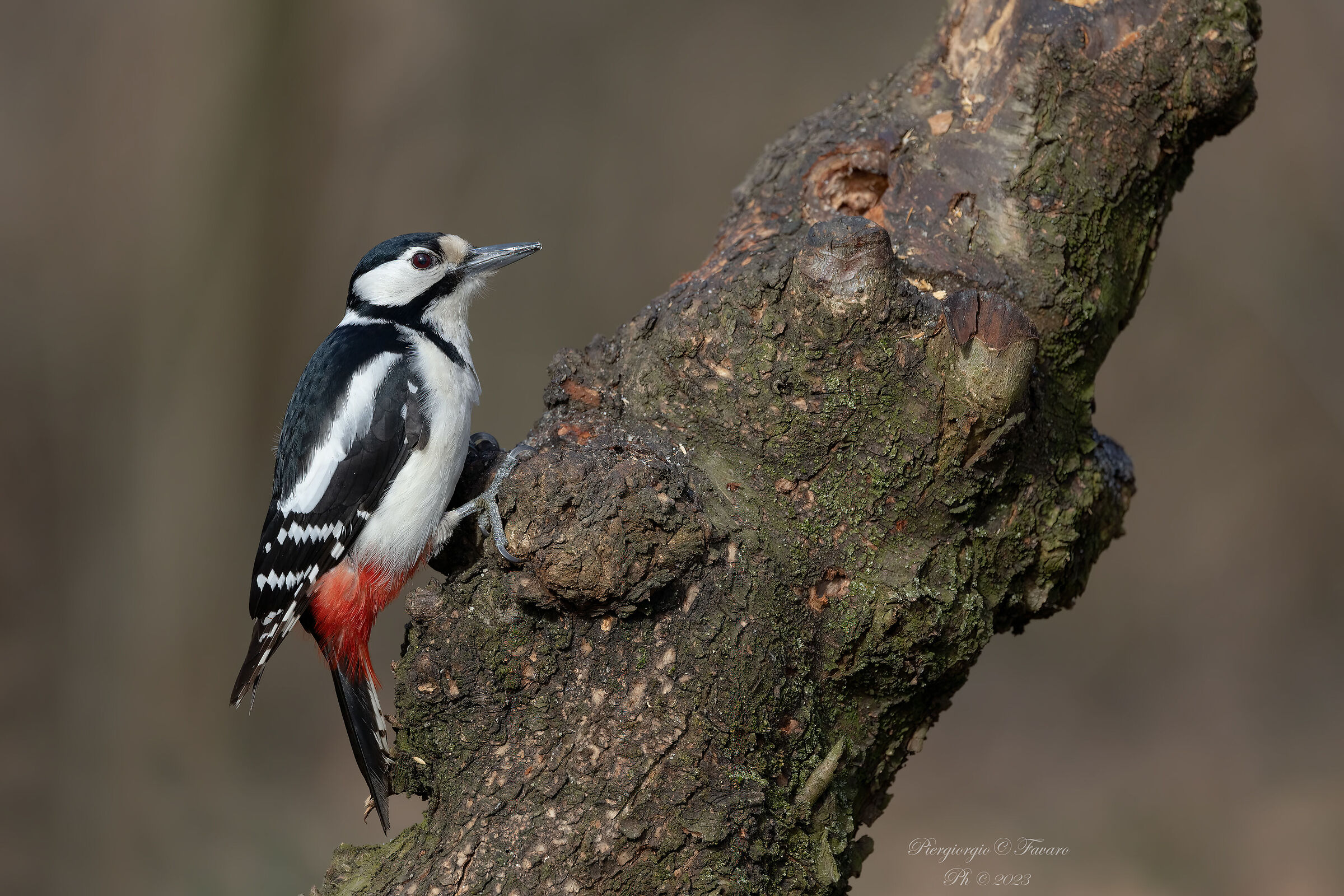 Great spotted woodpecker