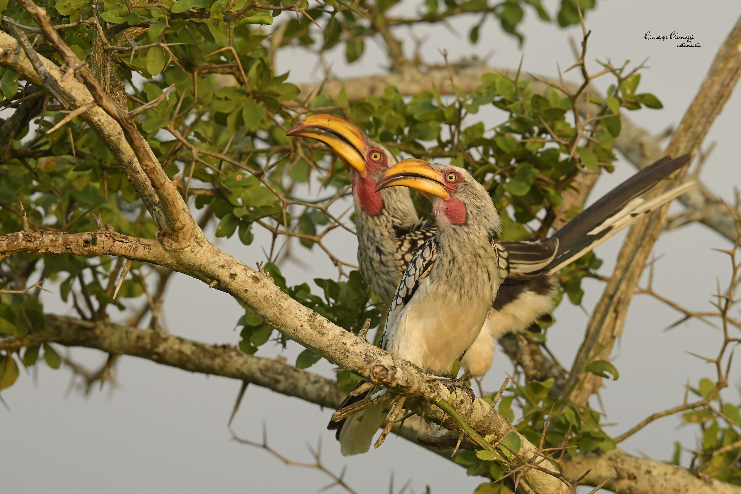 Southern yellow-billed bucrecetto.