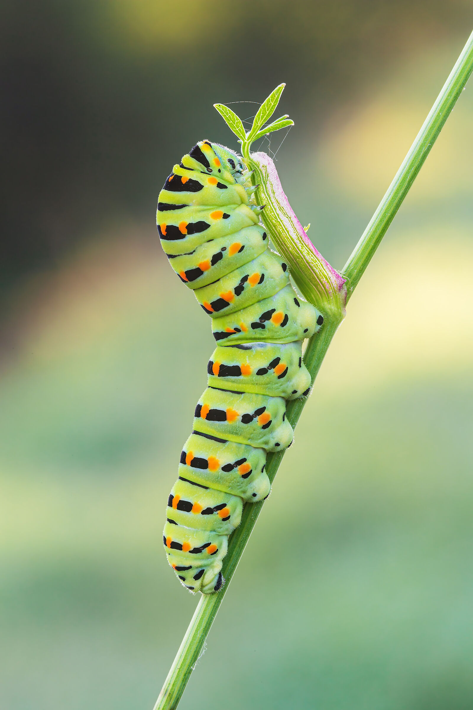 Macaone caterpillar