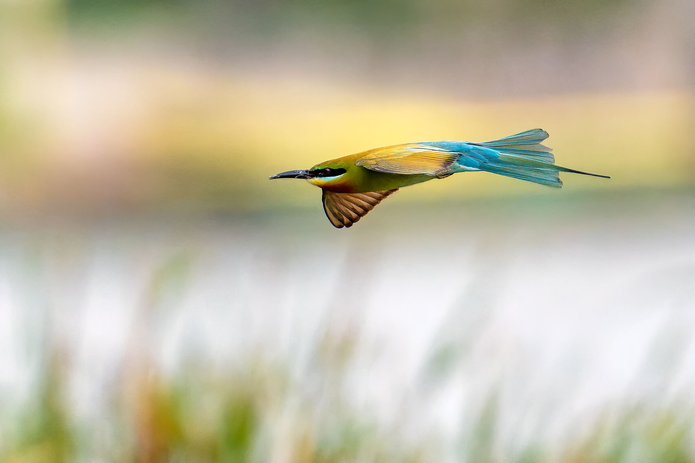 Colored arrow