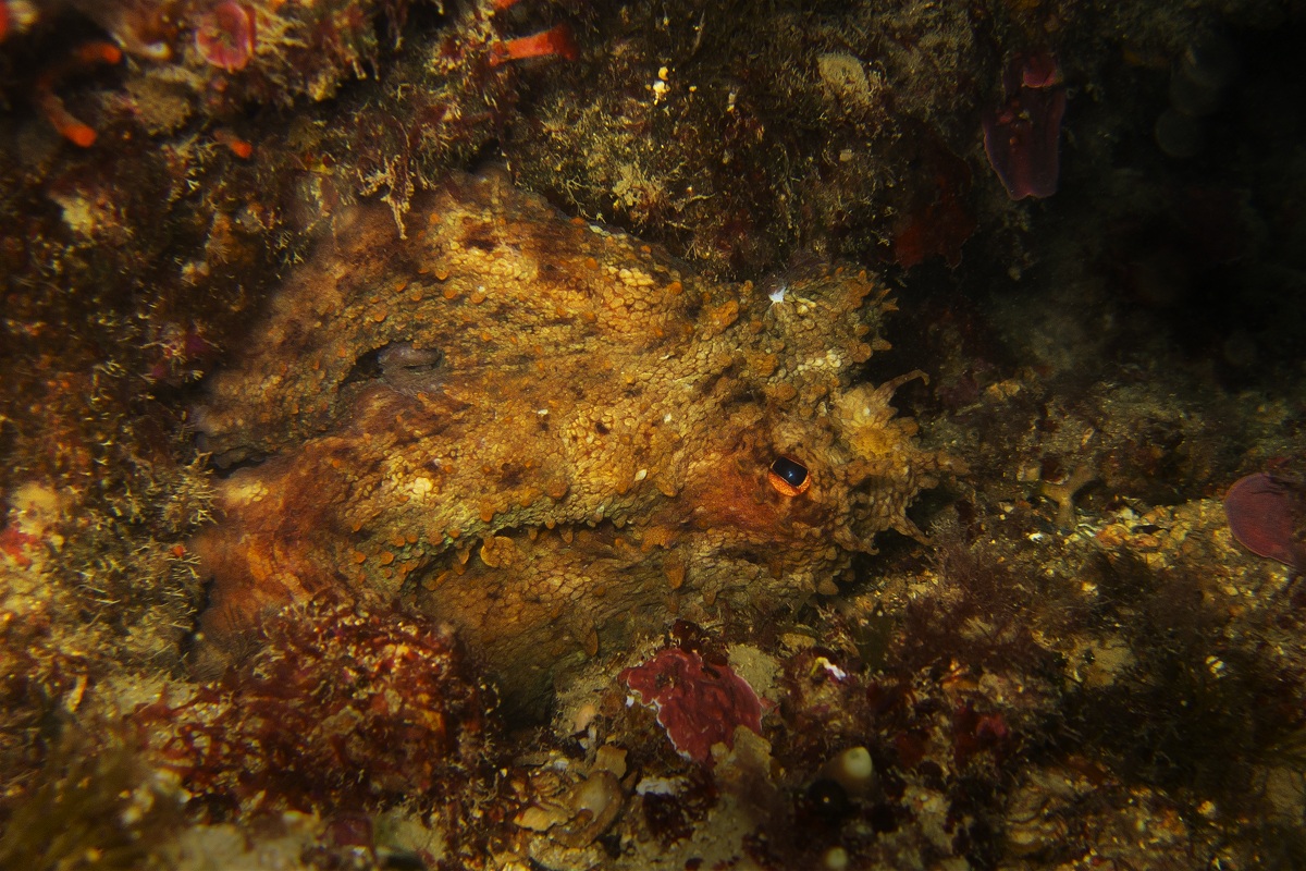 Octopus vulgaris (polpo)