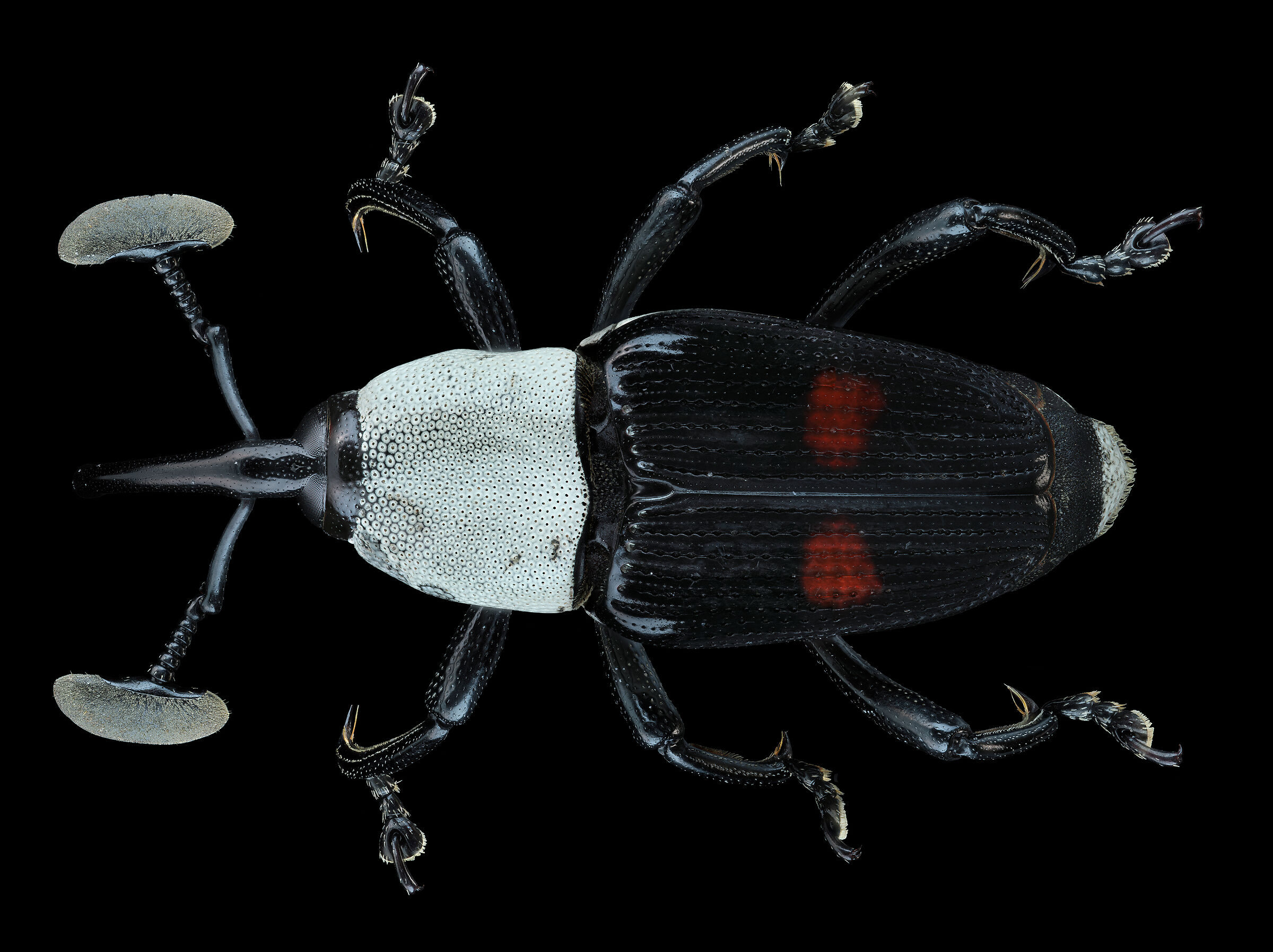 Cercidocerus albicollis