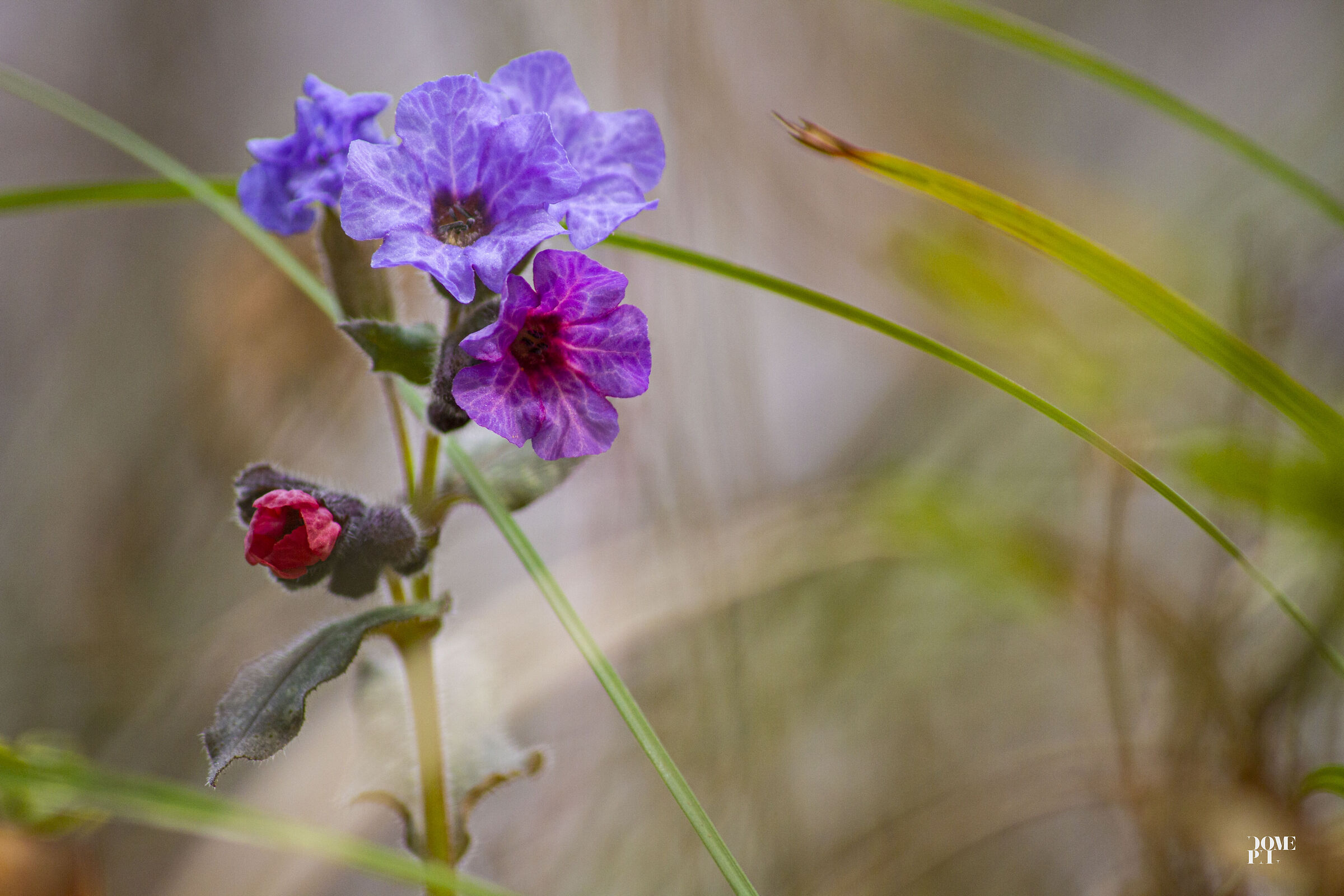 Pulmonaria officinalis,