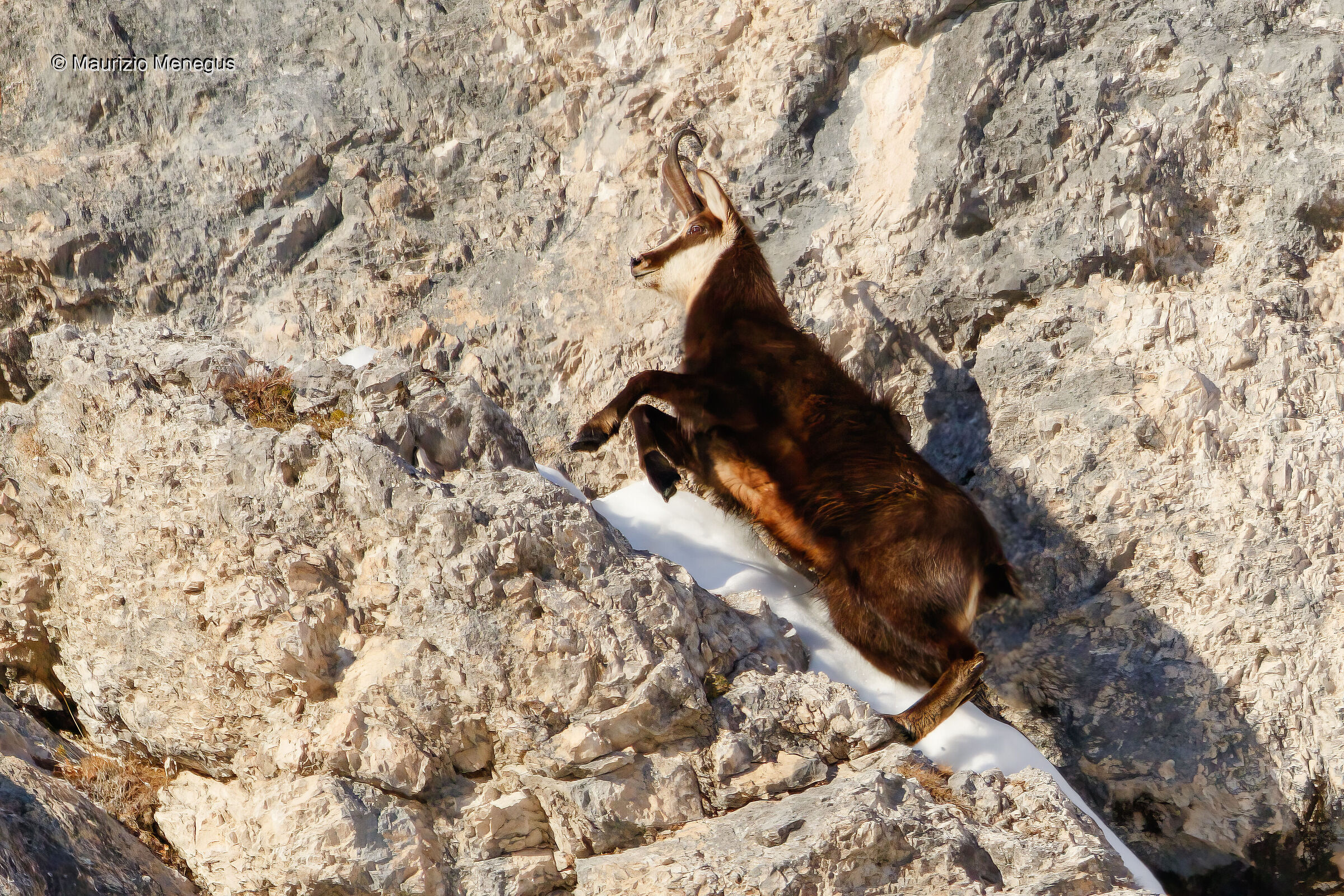 Bel camoscio maschio adulto