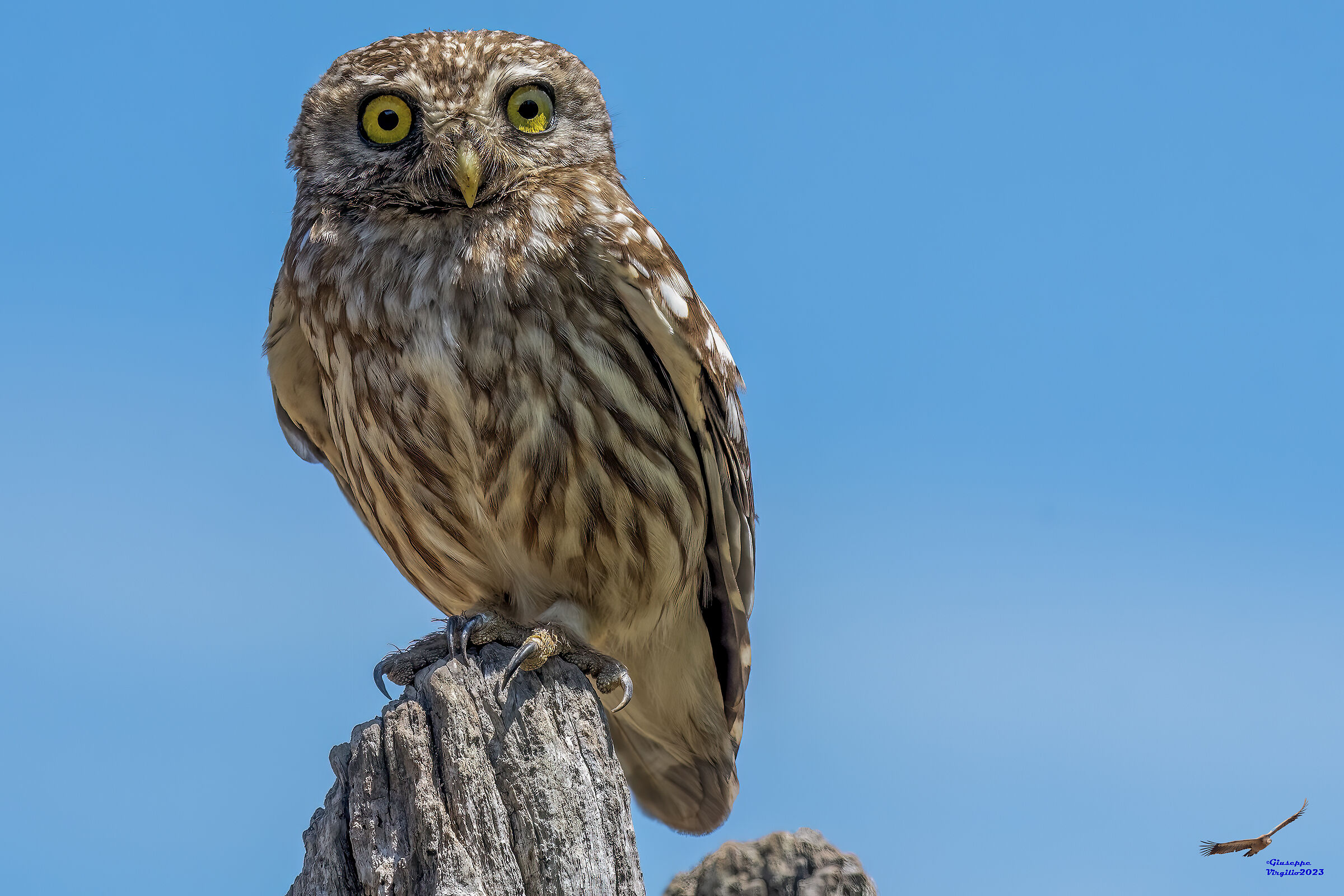 Civetta (Sardinia 2023)