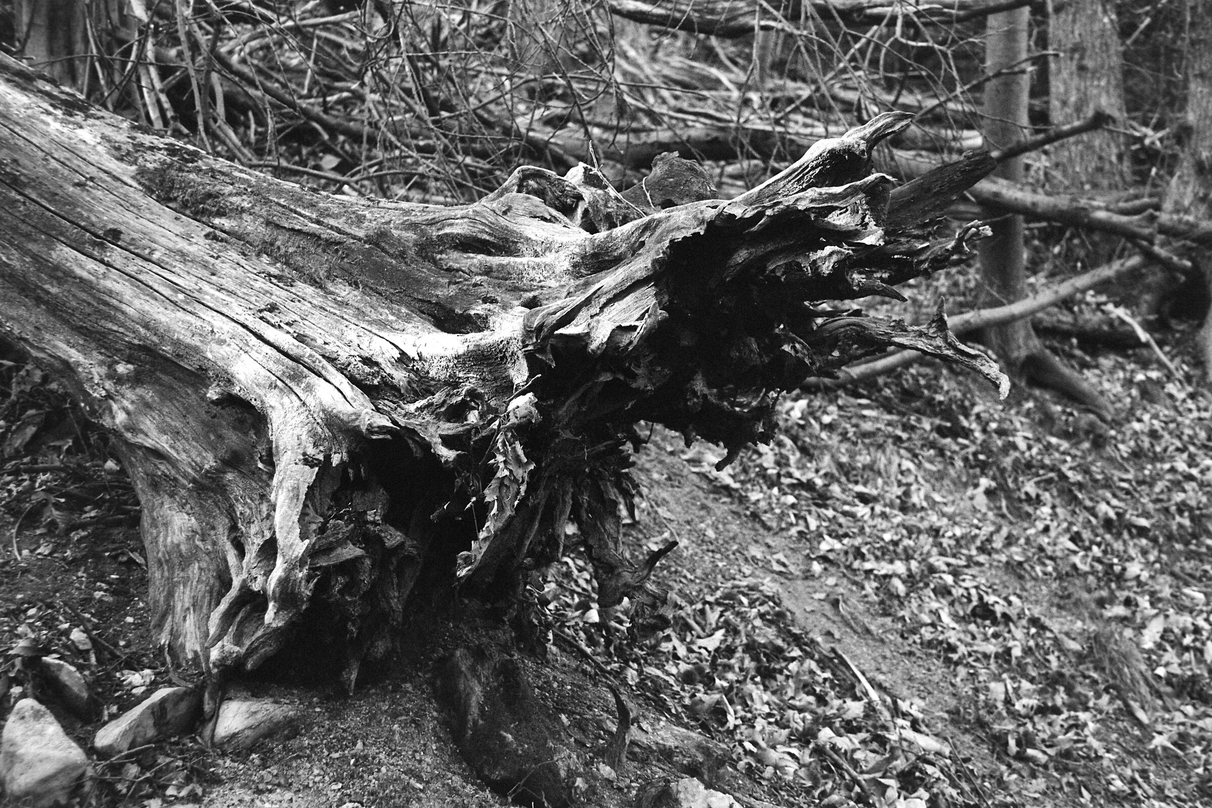 Vecchio tronco rovesciato