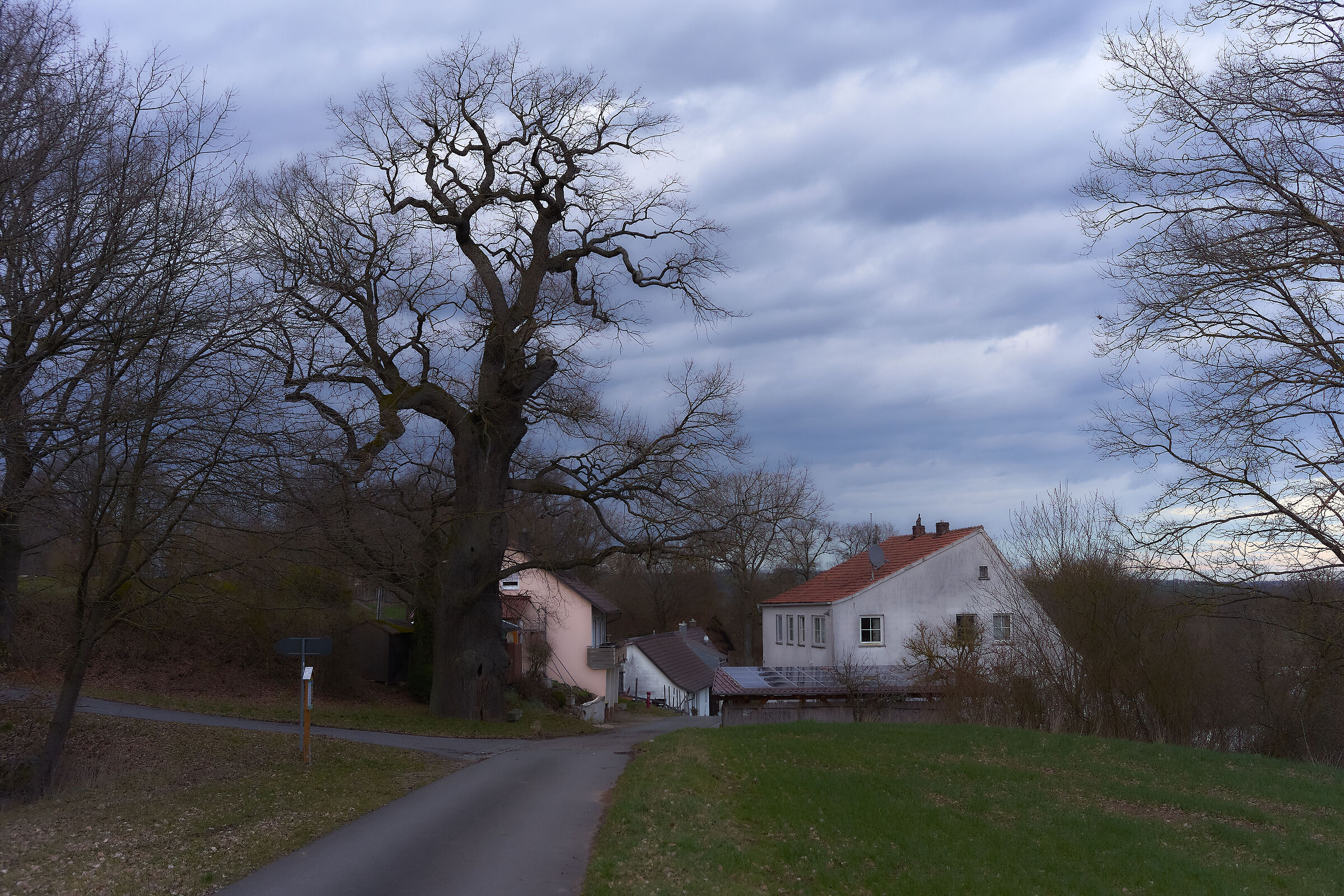 La quercia degli Unni