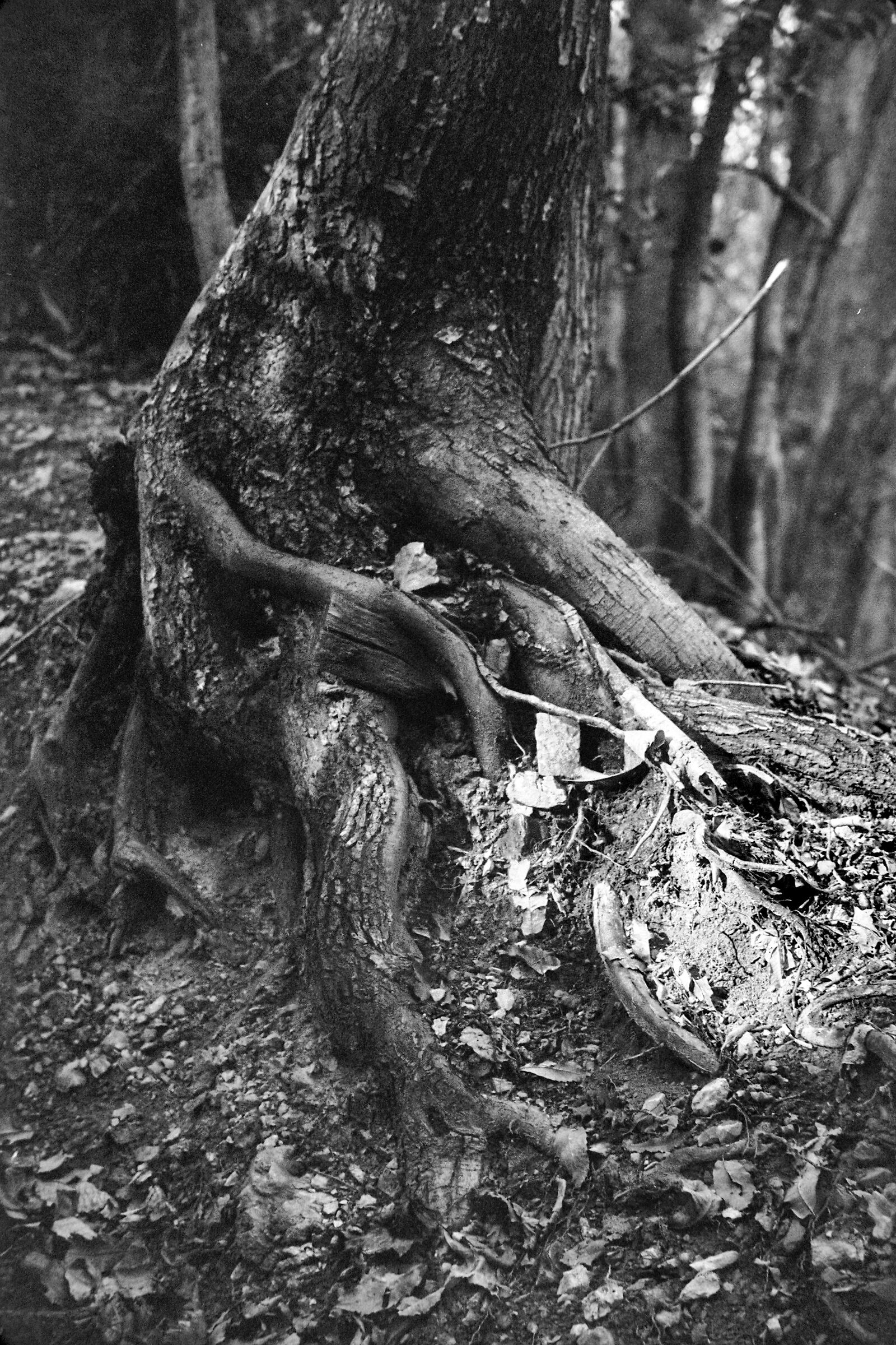 Trunk with radius