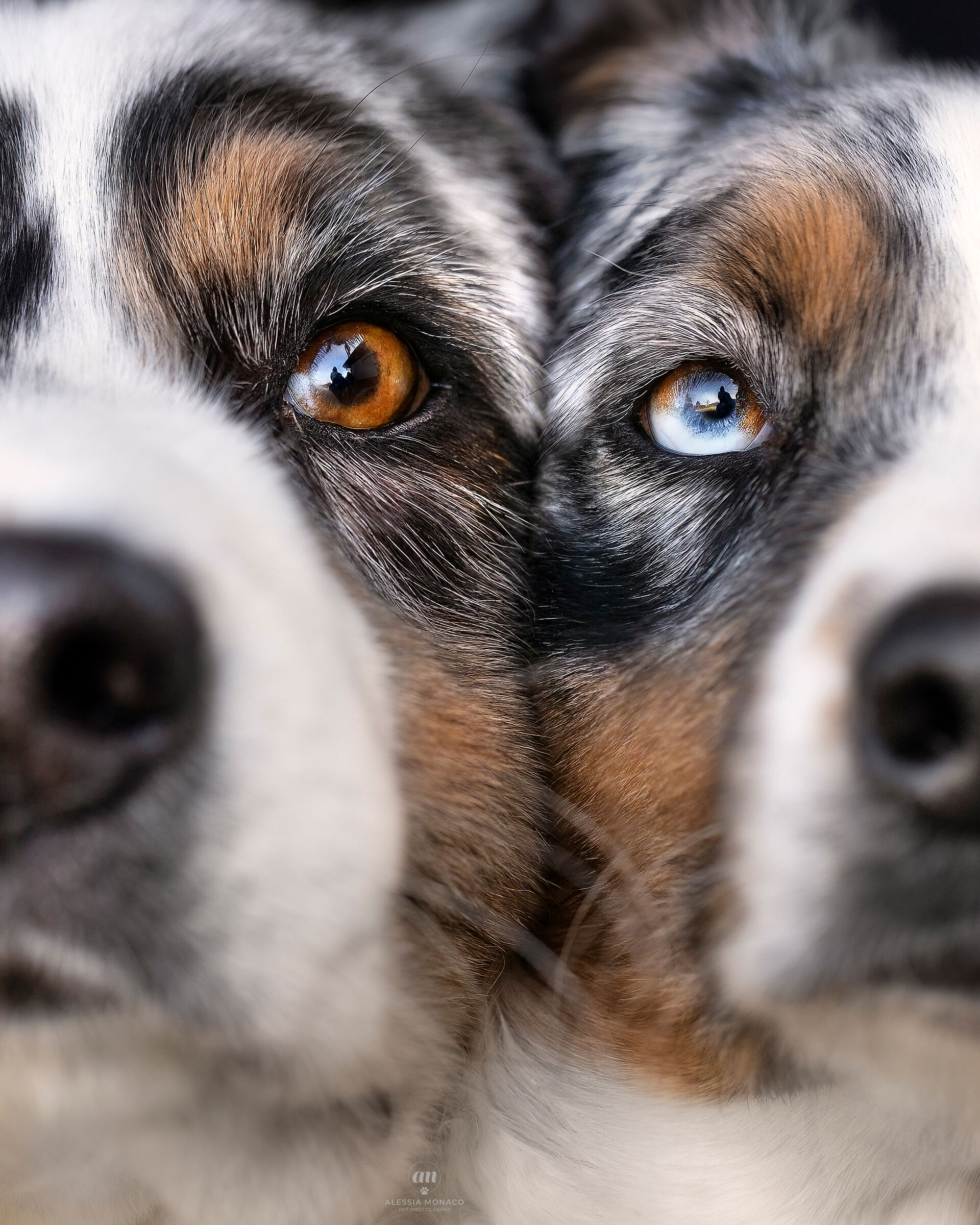 Bacco & Hecate eye to eye