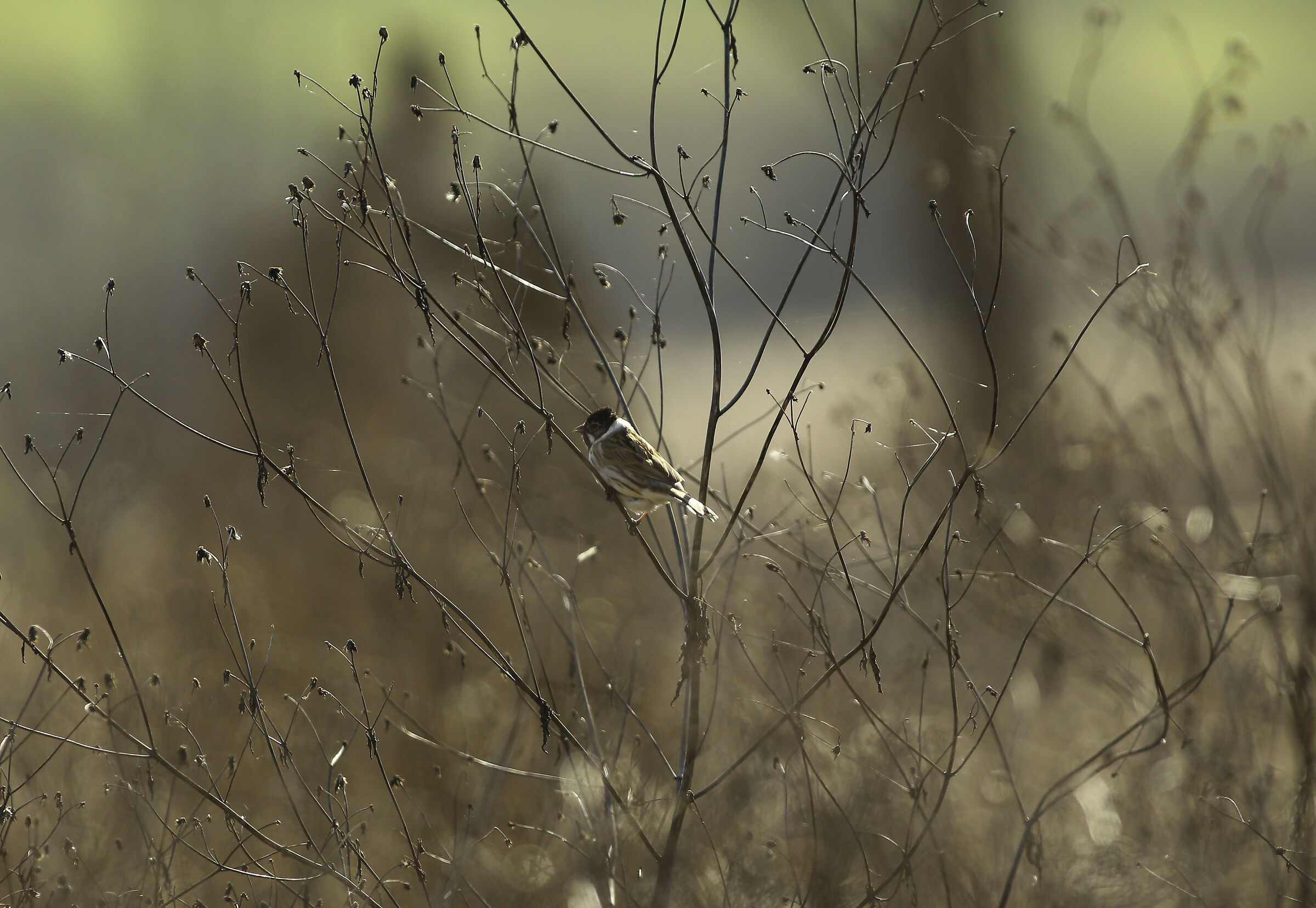 Migliorino di palude