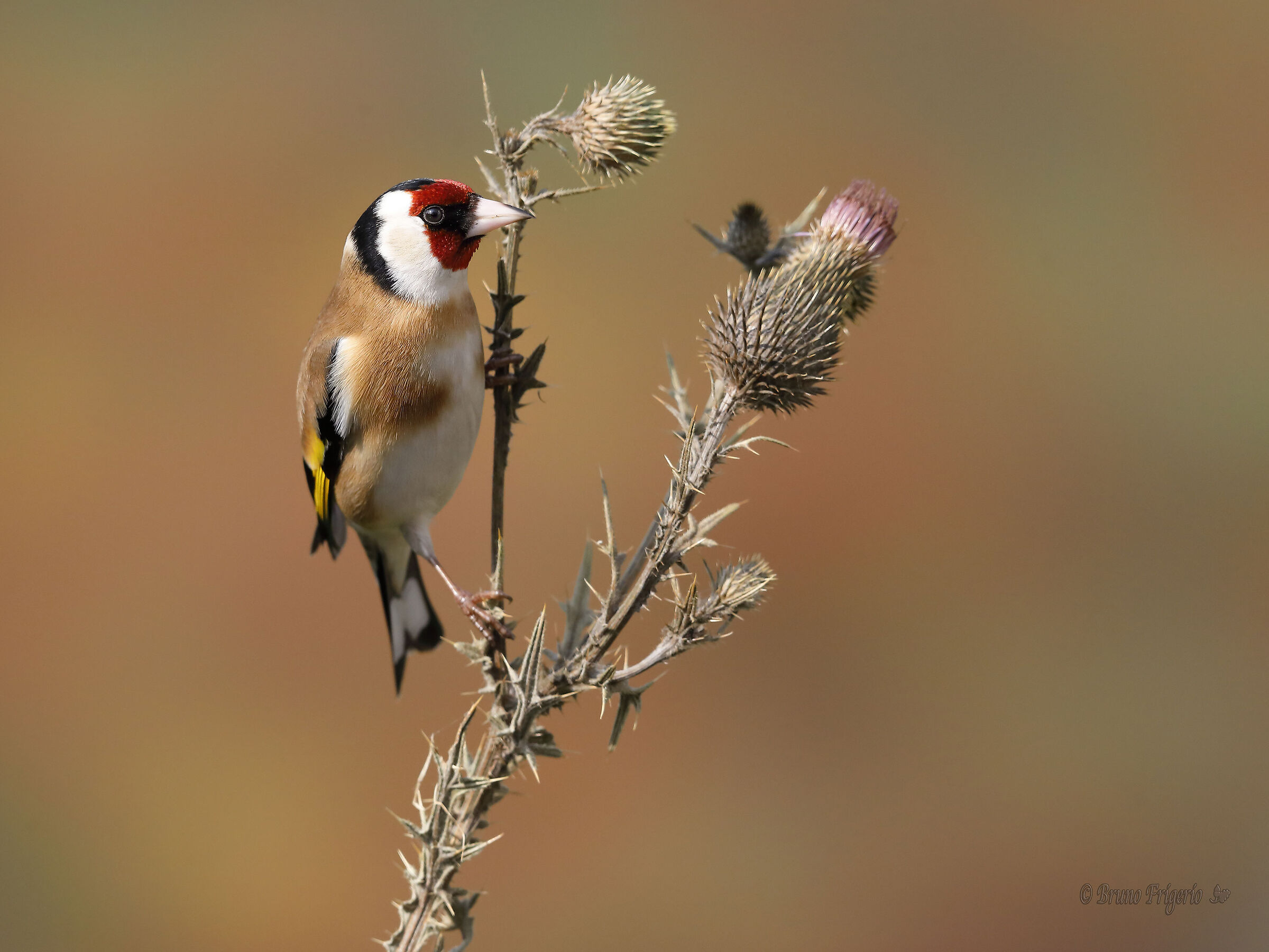 goldfinch