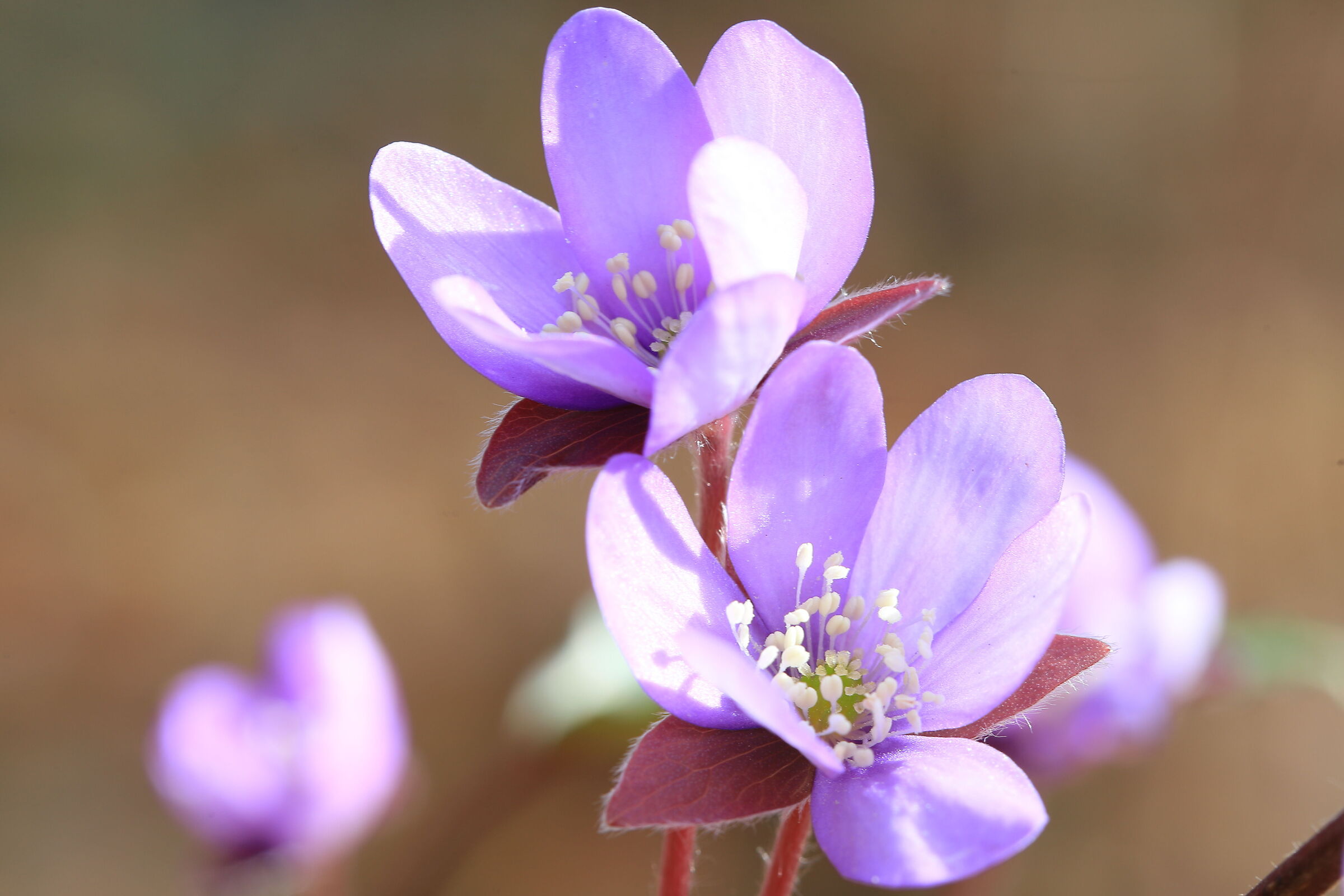 Anemone Hepatica