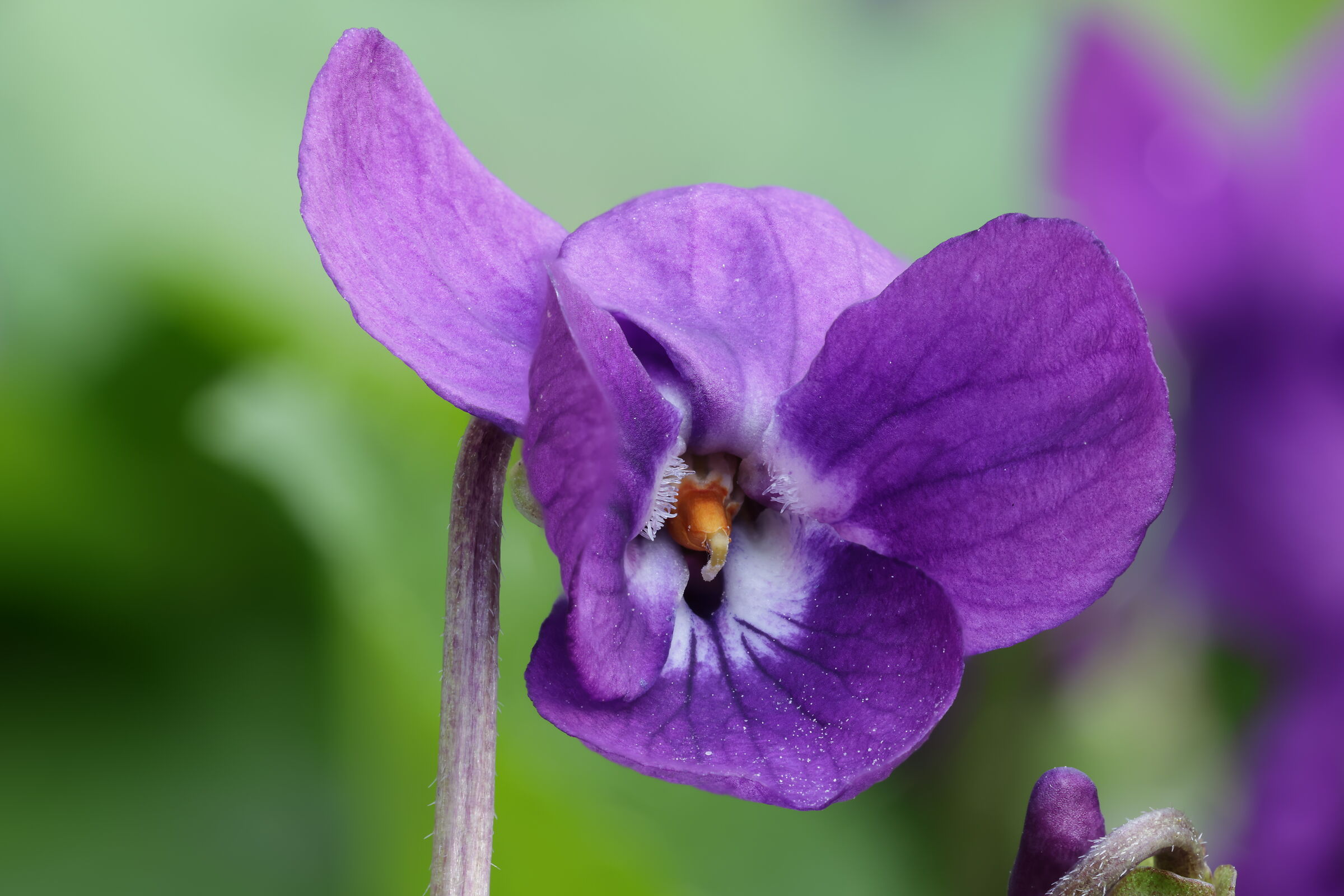 A violet violet up close