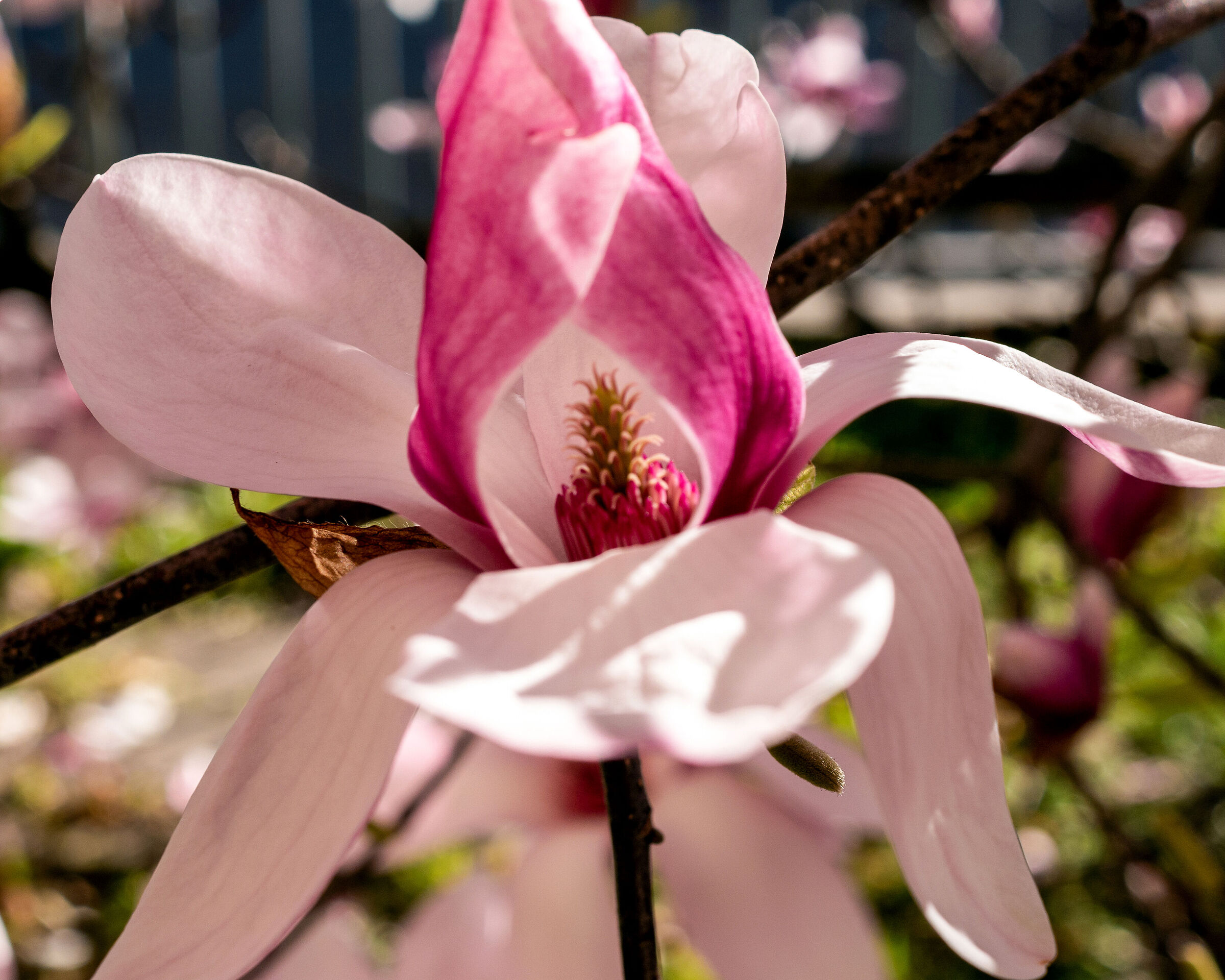 Magnolia or orchid ?