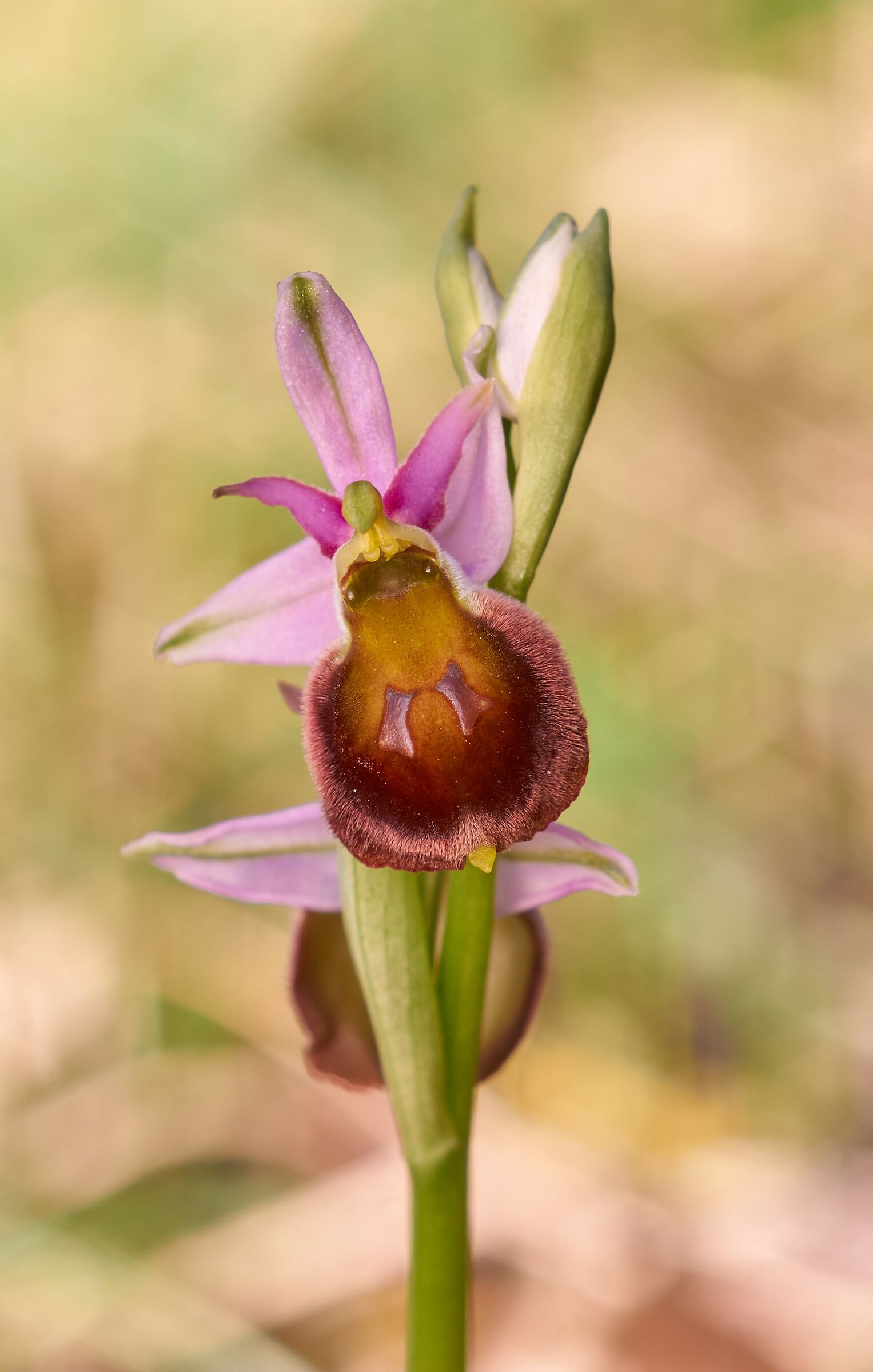 Ophrys crabronifera