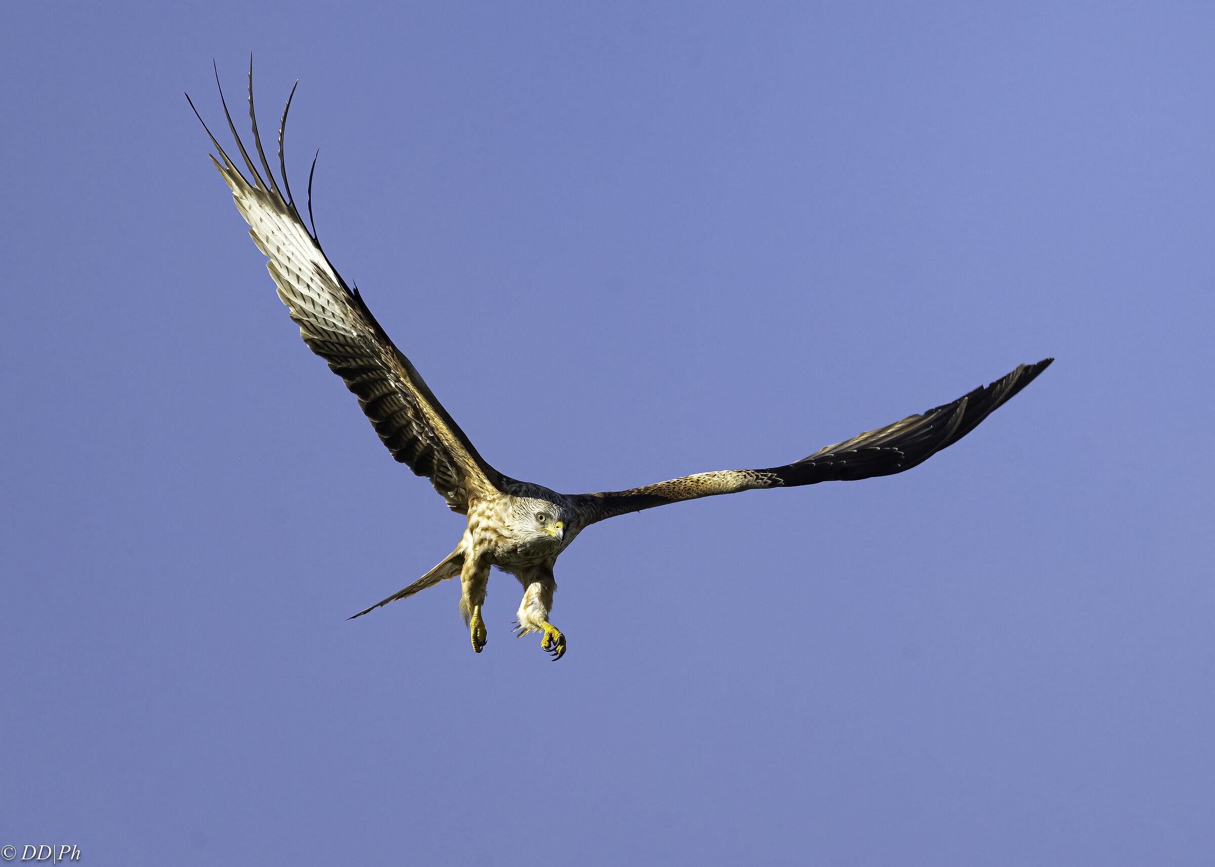Red kite