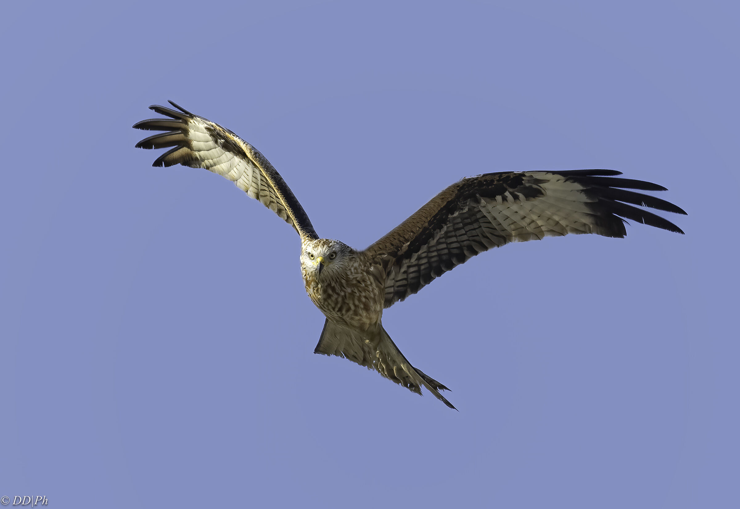 Red kite