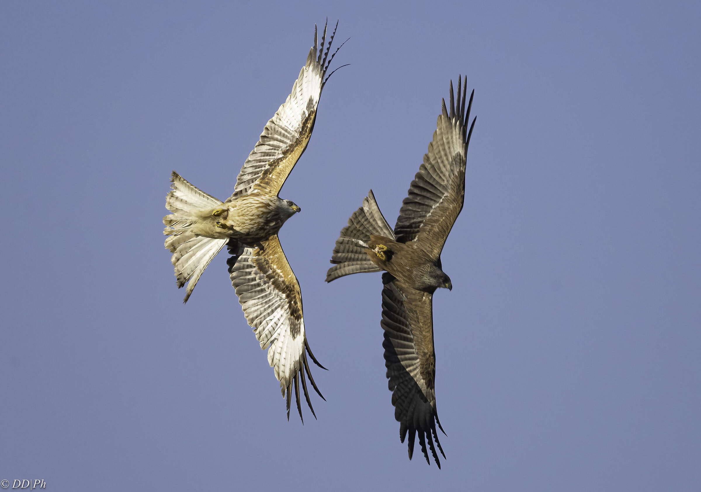 Red Kite and Black Kite