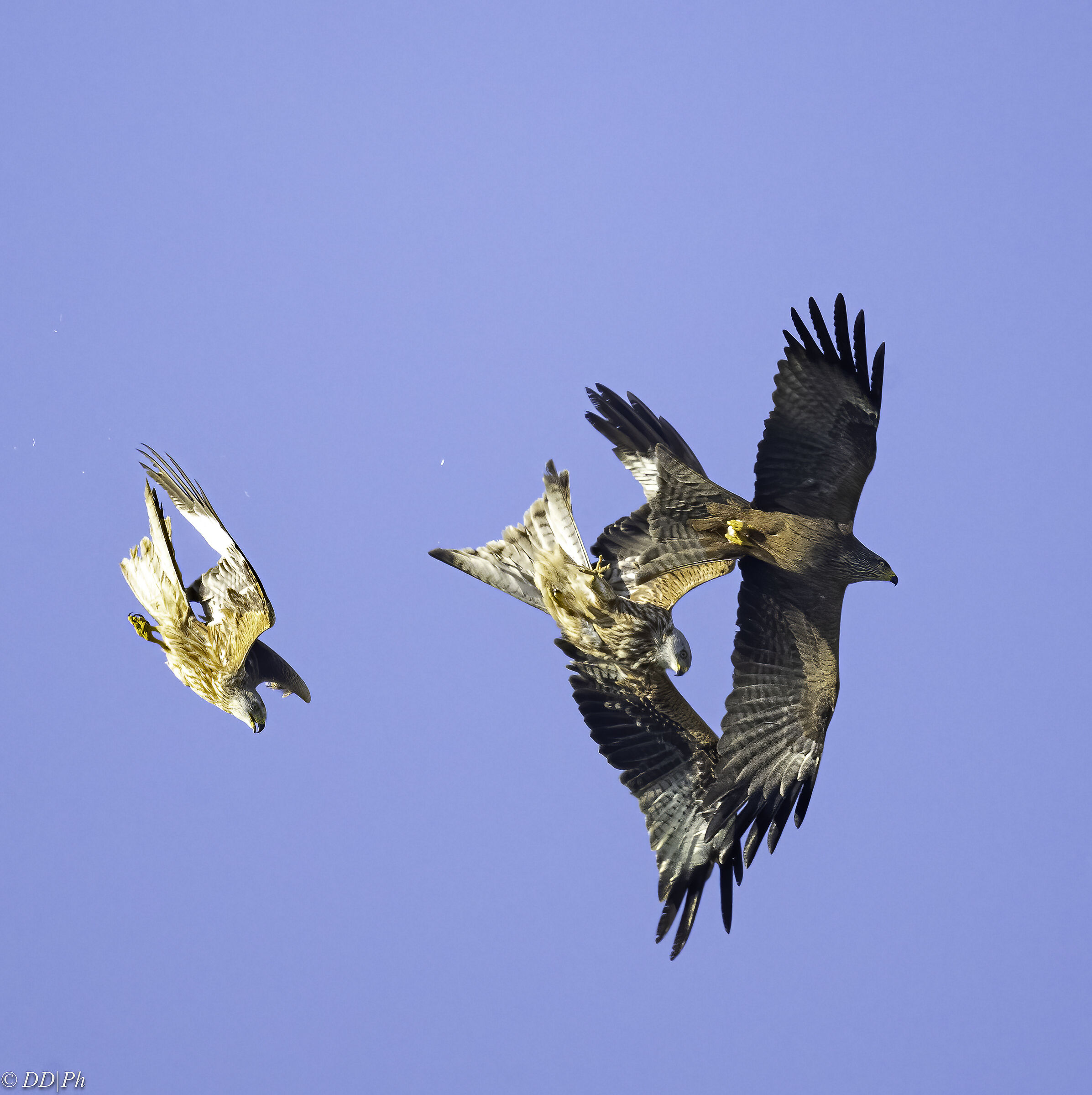 Red Kite and Black Kite