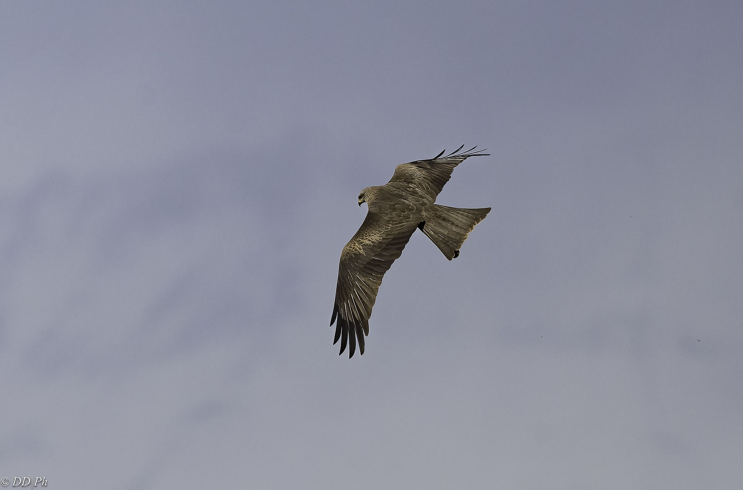 Black kite